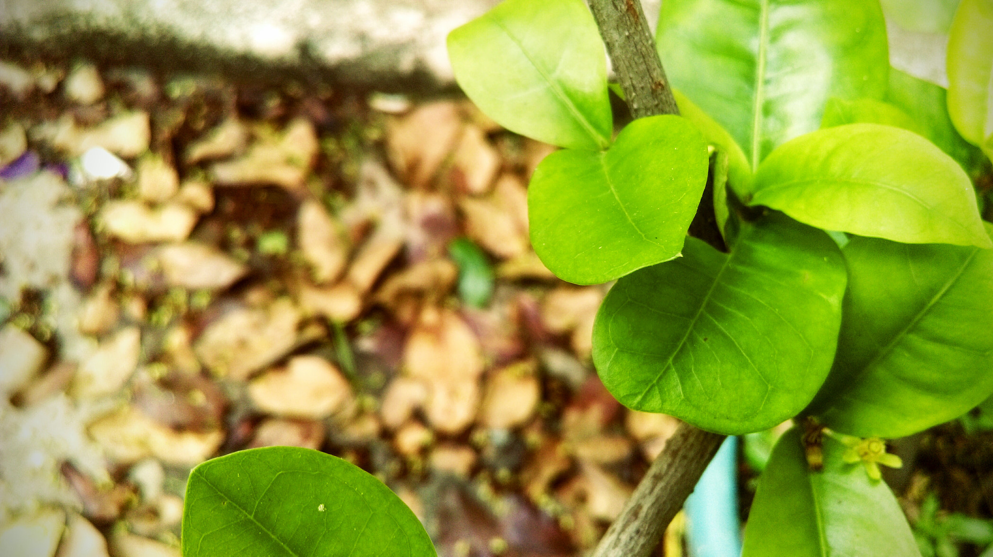 HTC DESIRE 820 DUAL SIM sample photo. The leaf of life ! photography