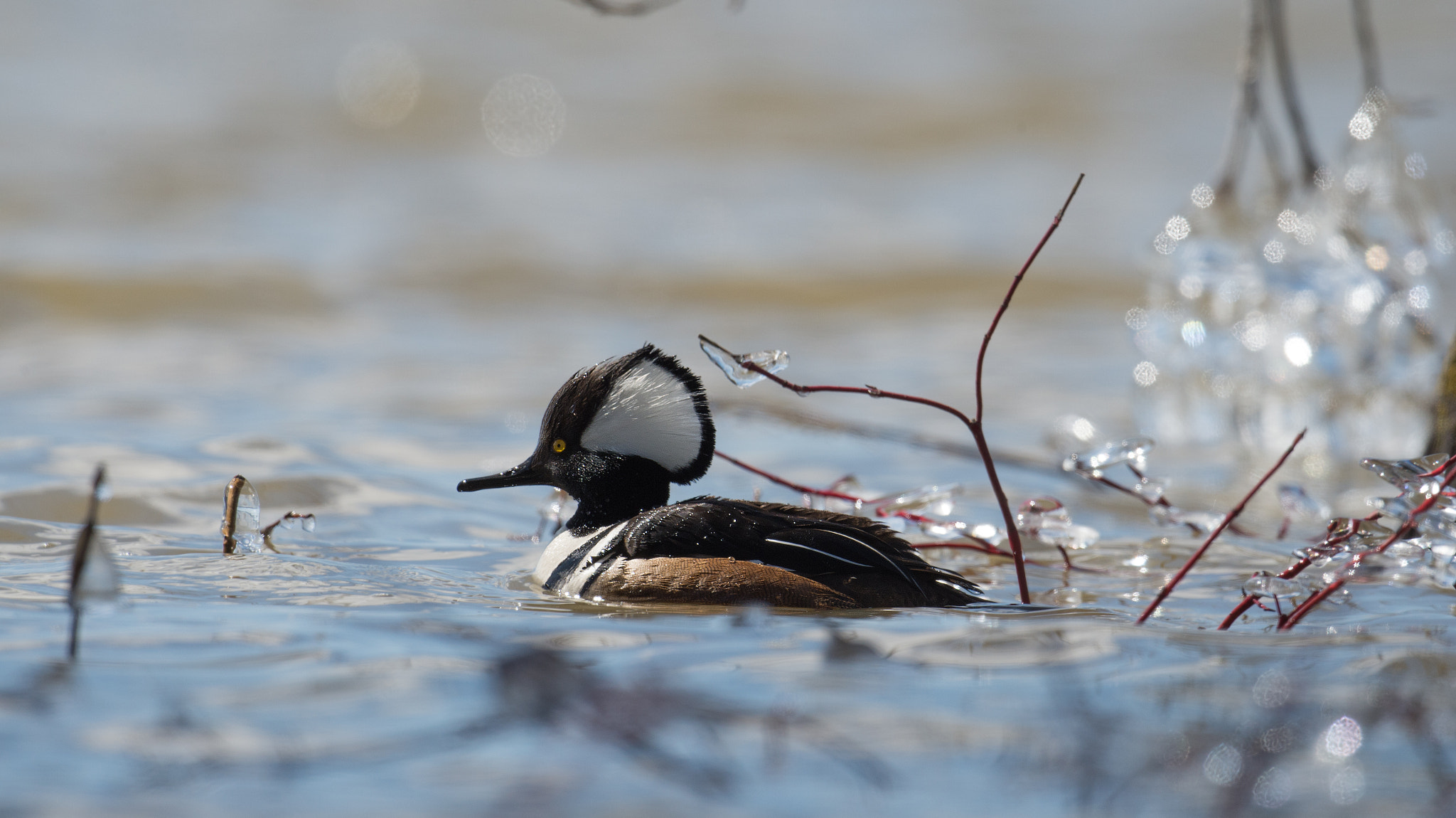 Nikon D4 + Sigma 24-60mm F2.8 EX DG sample photo. Harle couronne - lophodytes cucullatus - hooded merganser photography