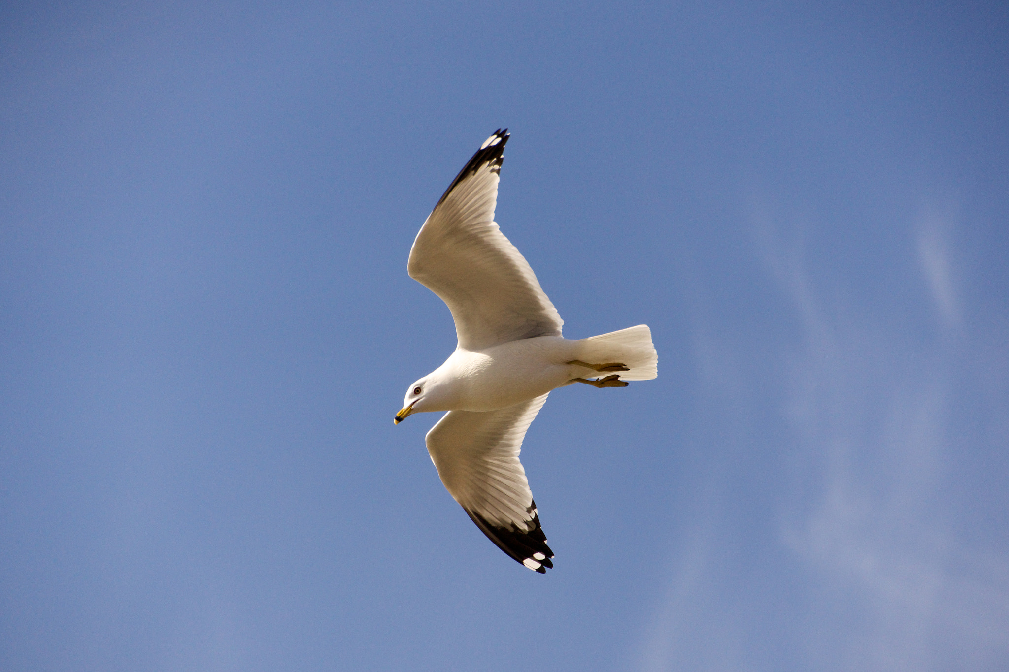 Tamron 18-270mm F3.5-6.3 Di II PZD sample photo. Seagull 2 photography