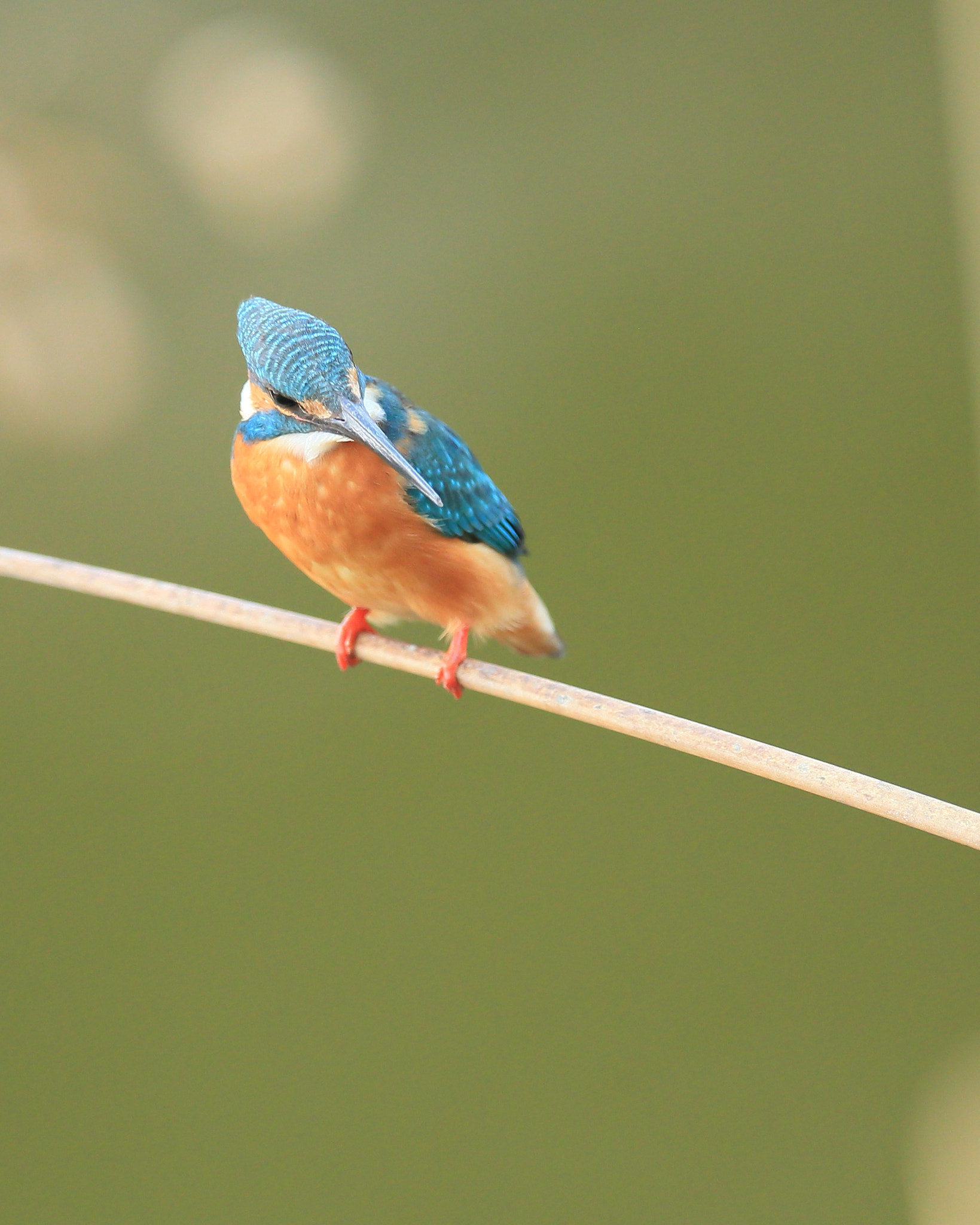 Canon EF 400mm F2.8L IS II USM sample photo. カワセミ   餌を− photography