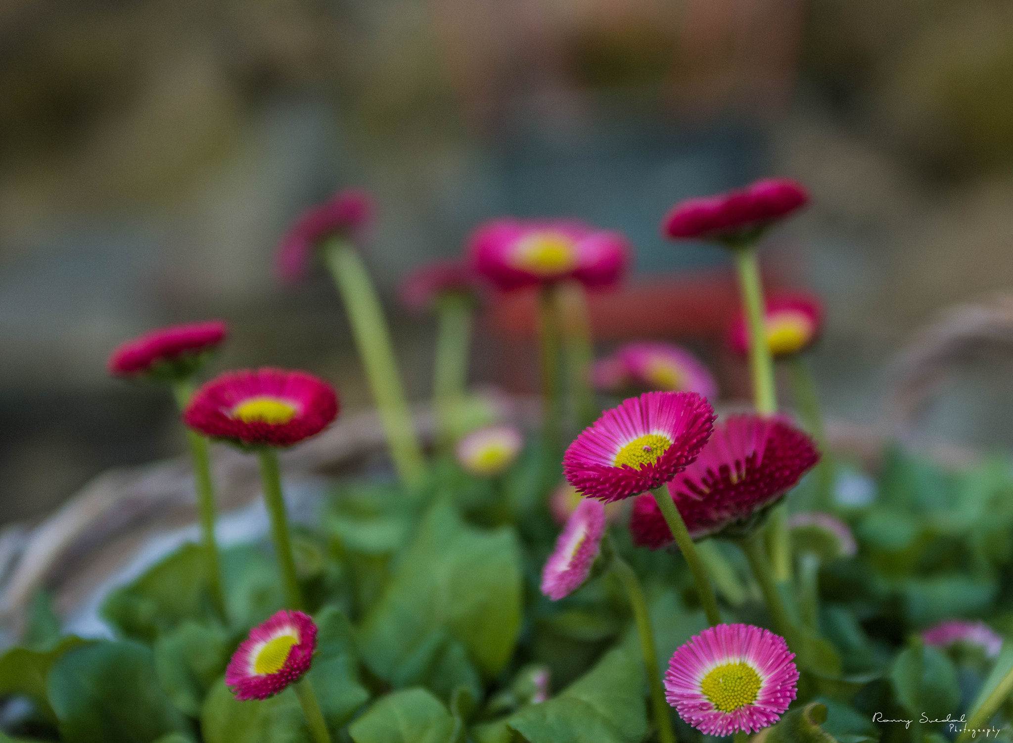 Nikon D7200 + Sigma 24-70mm F2.8 EX DG Macro sample photo. Dsc_1543.jpg photography