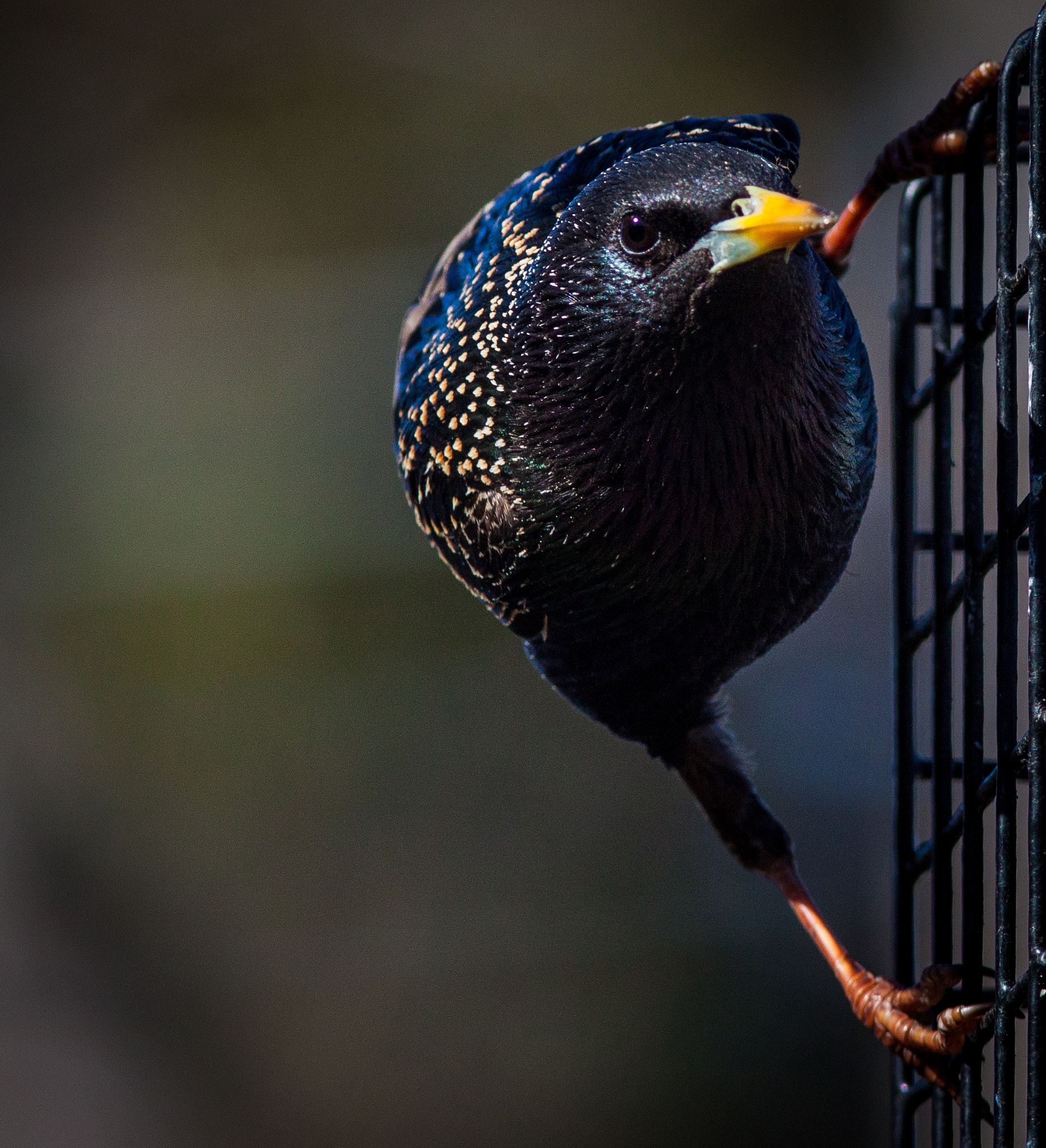 Canon EOS 50D + Canon EF 300mm F4L IS USM sample photo. European starling ponders the blind photography