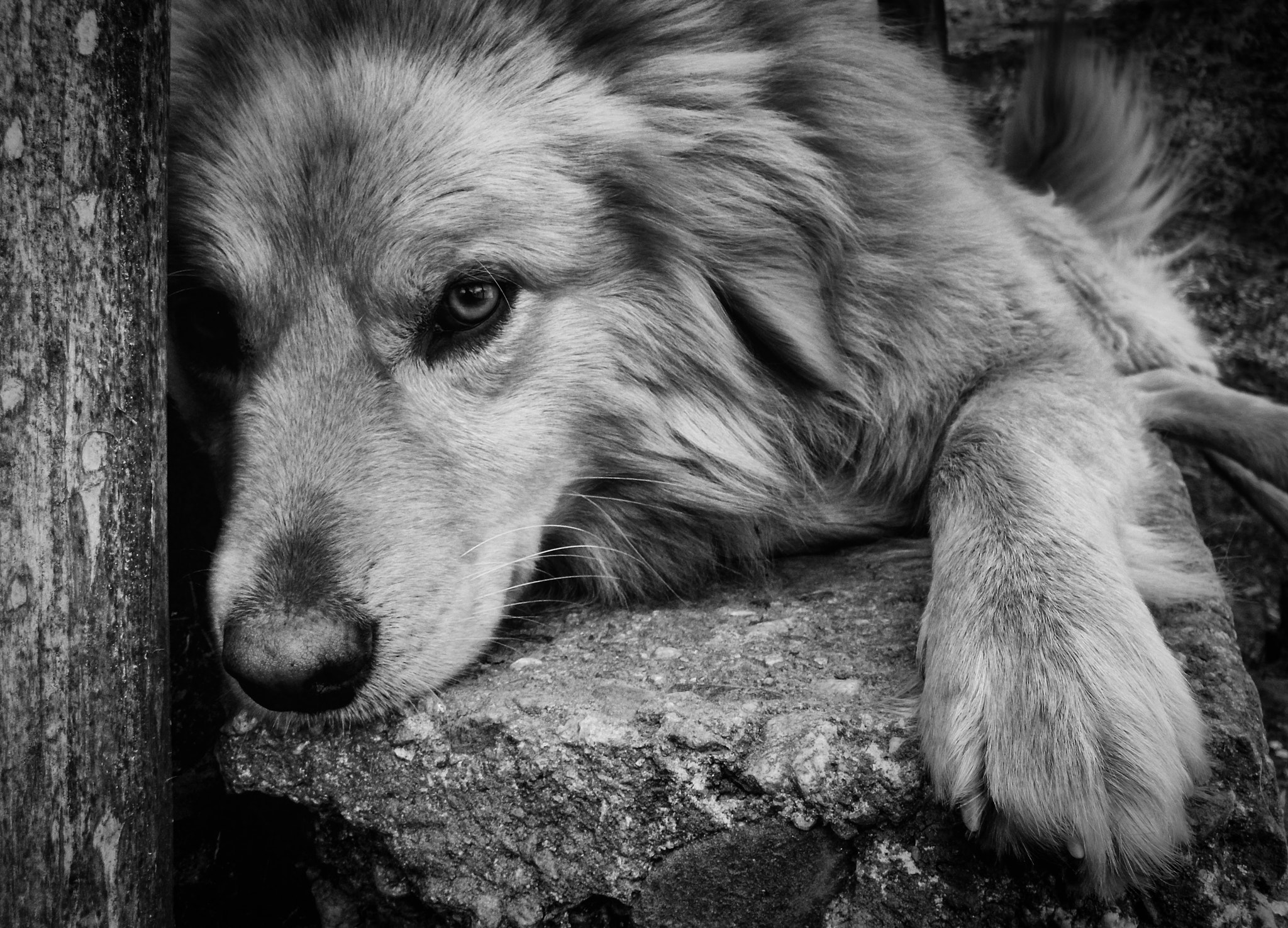 Benq DC C1450 sample photo. Dog photography