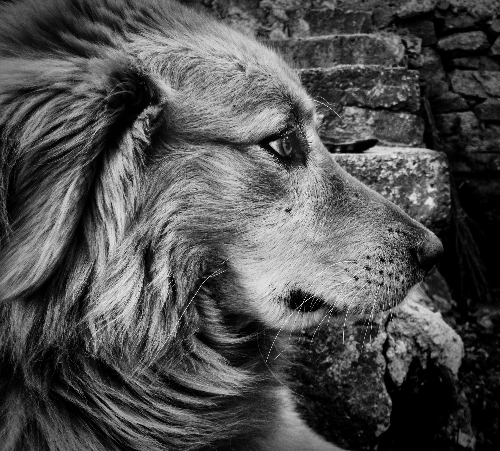 Benq DC C1450 sample photo. Dog photography