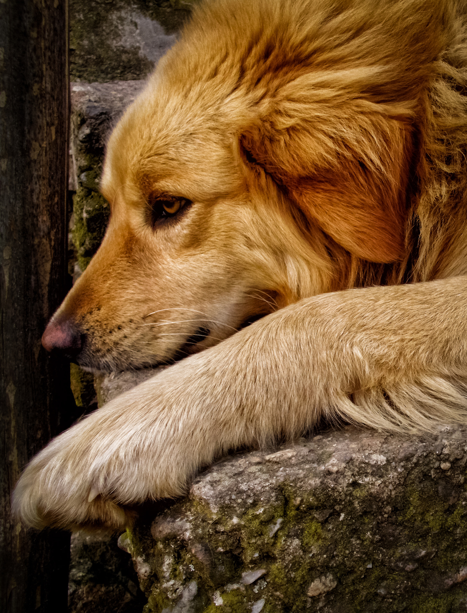 Benq DC C1450 sample photo. Dog photography