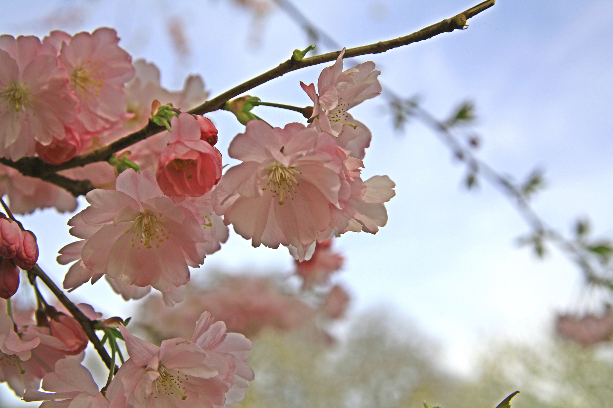 Sigma 24-60mm f/2.8 EX DG sample photo. Flower photography