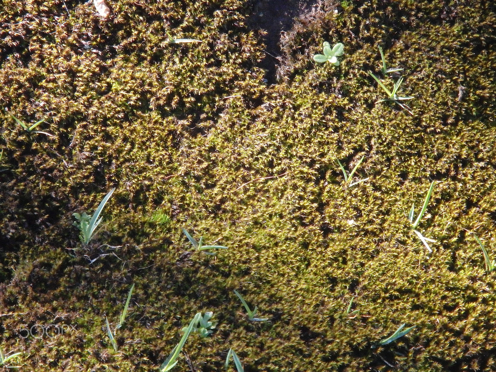 Olympus SH-60 sample photo. Moss texture photography