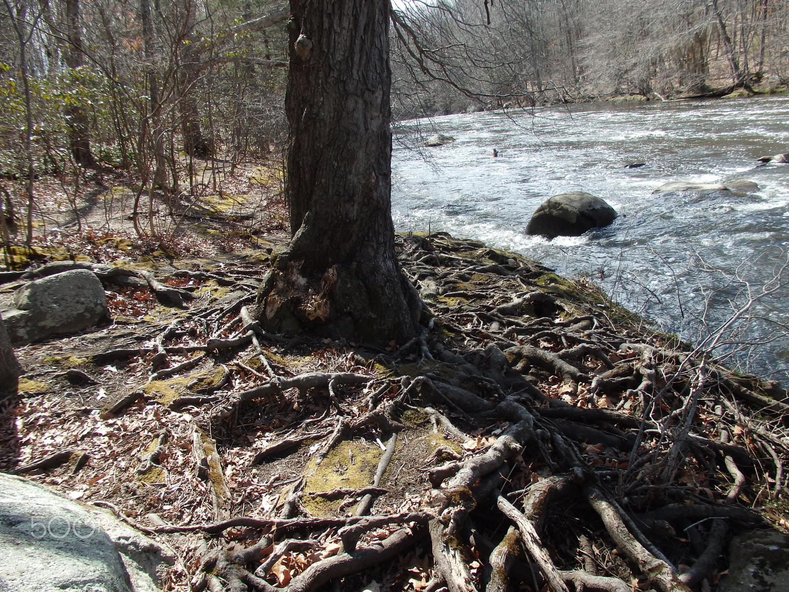 Olympus SH-60 sample photo. So many roots photography