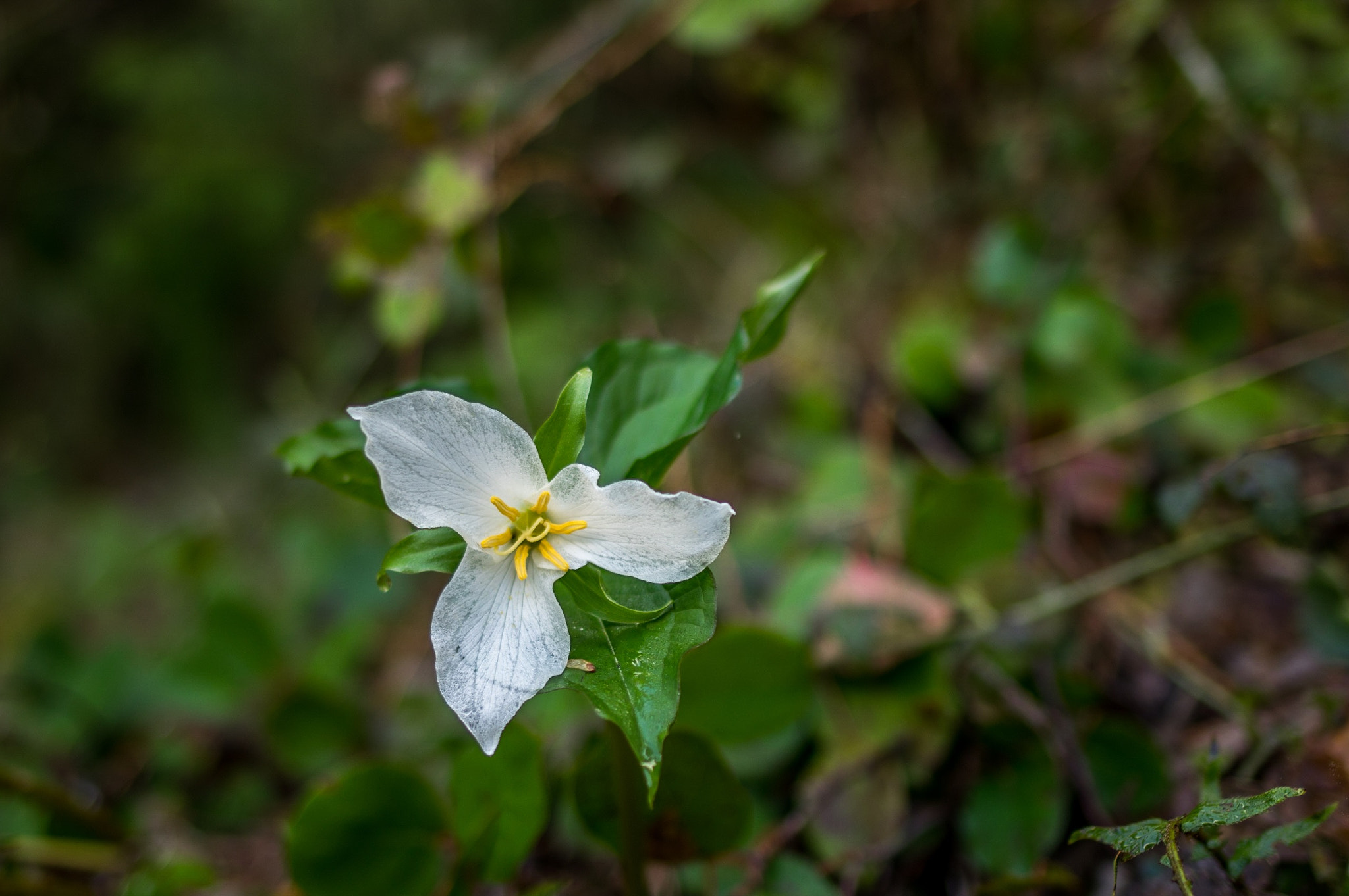 Pentax K-3 II + HD Pentax-FA 35mm F2 AL sample photo. Trillium in the olympics photography