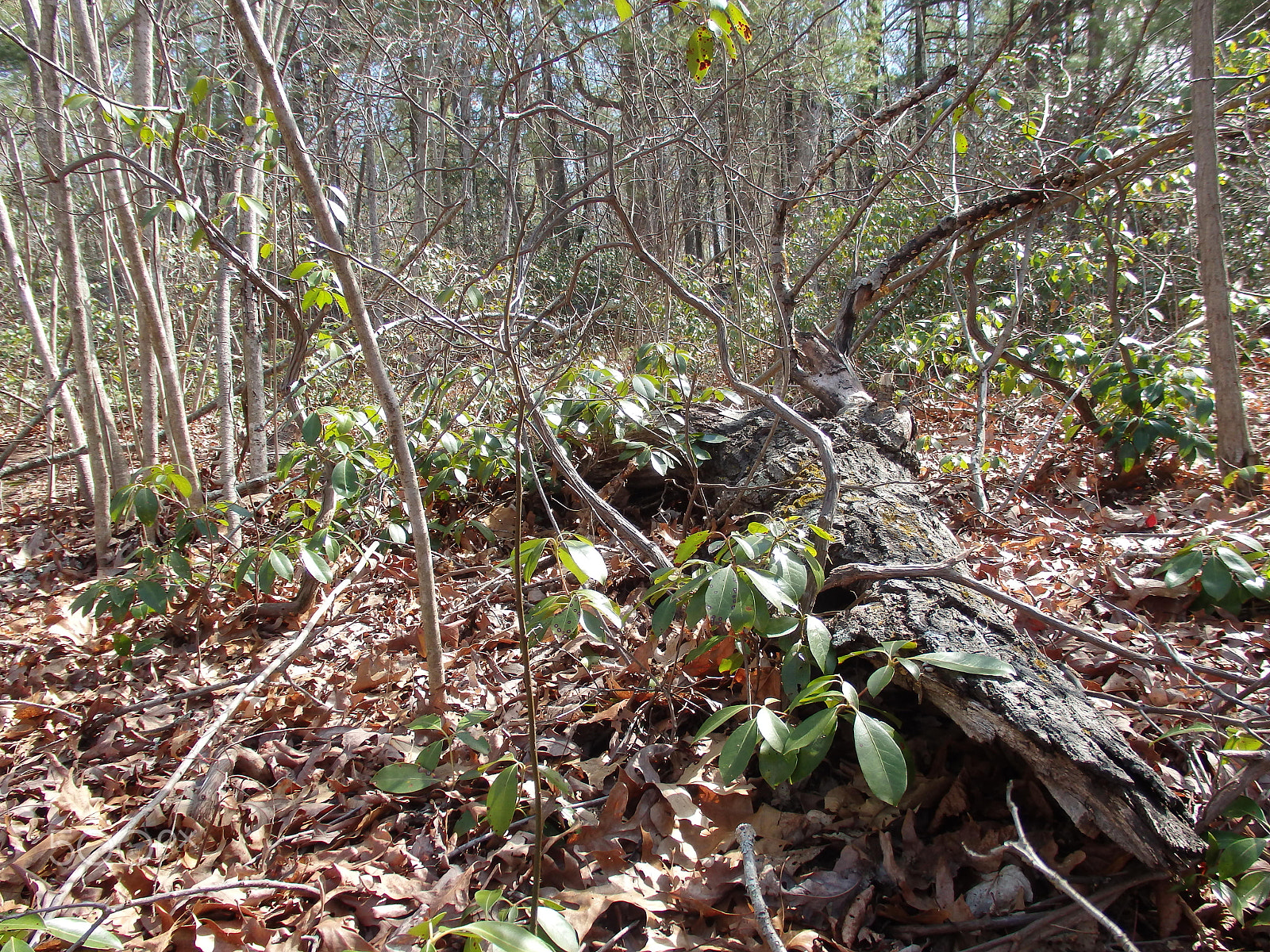 Olympus SH-60 sample photo. Fallen log photography