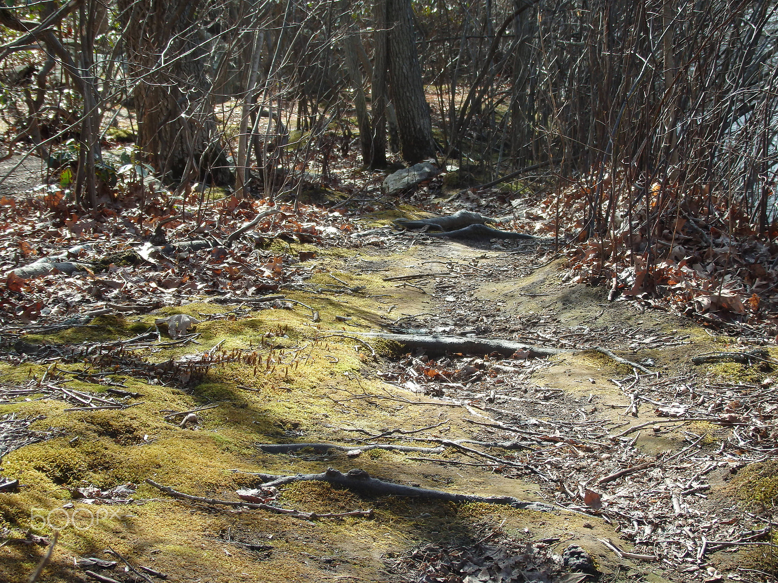 Olympus SH-60 sample photo. Mossy path photography
