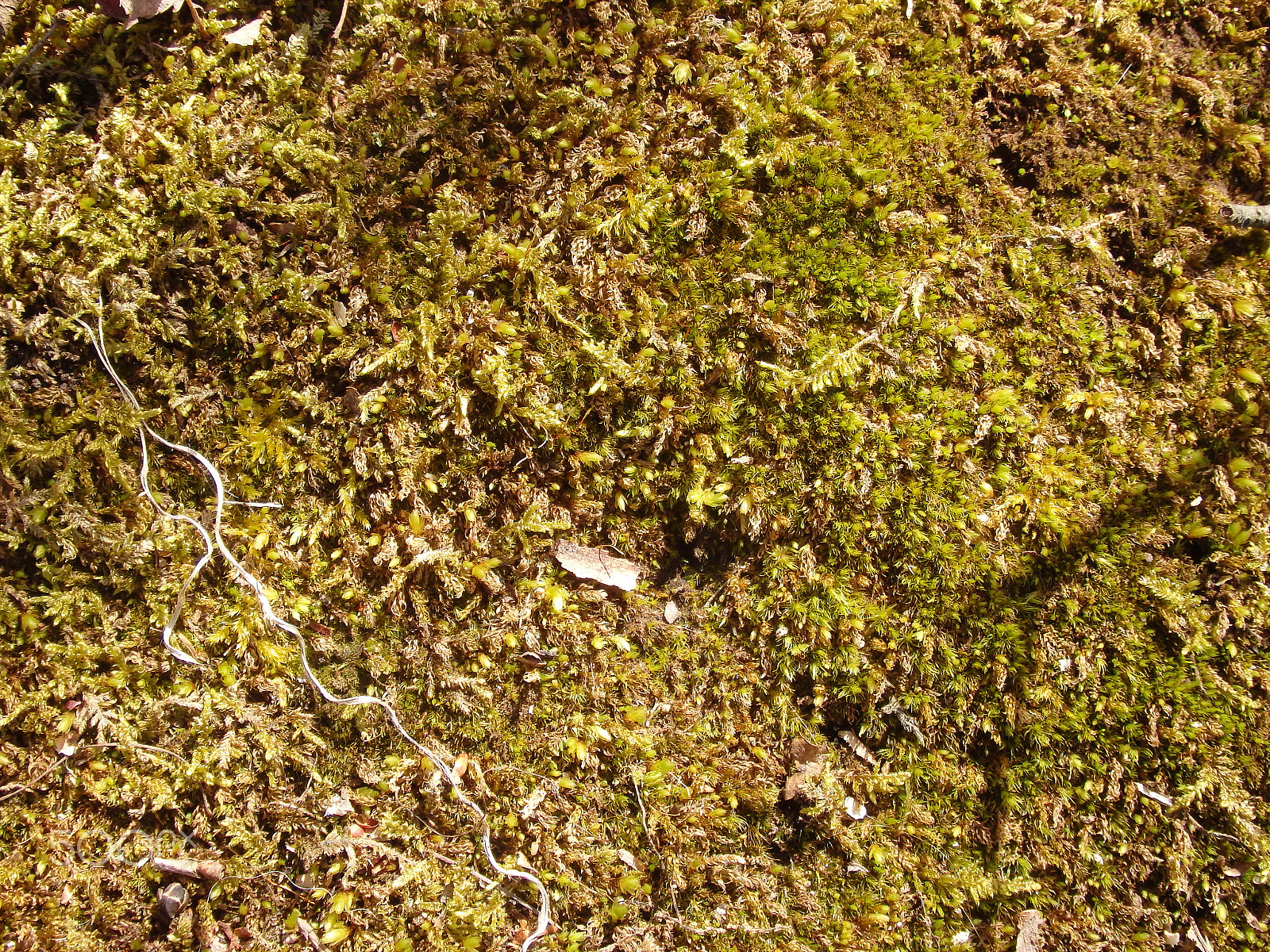 Olympus SH-60 sample photo. Moss texture 2 photography