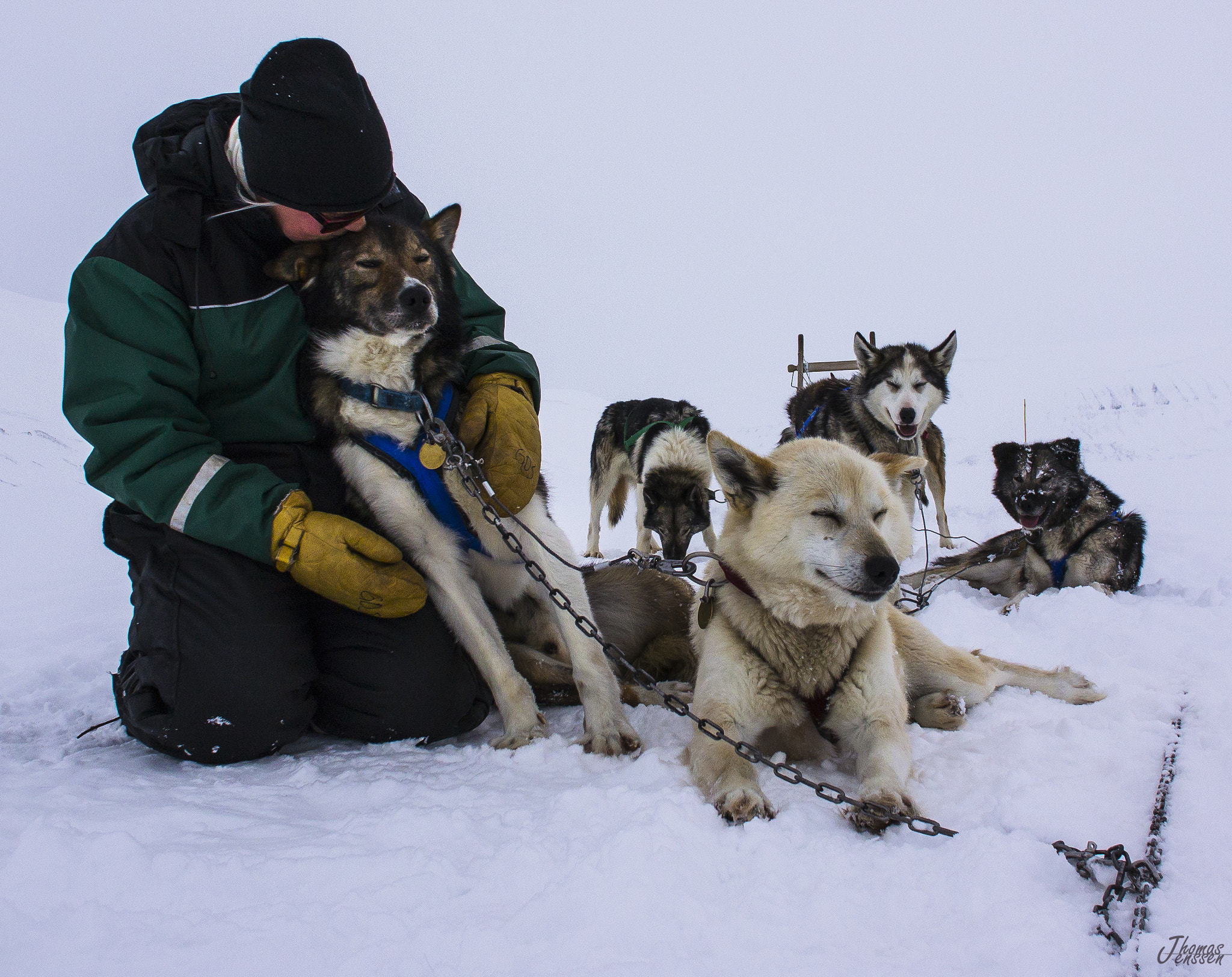 Nikon 1 Nikkor AW 10mm F2.8 sample photo. Dog sledding svalbard photography