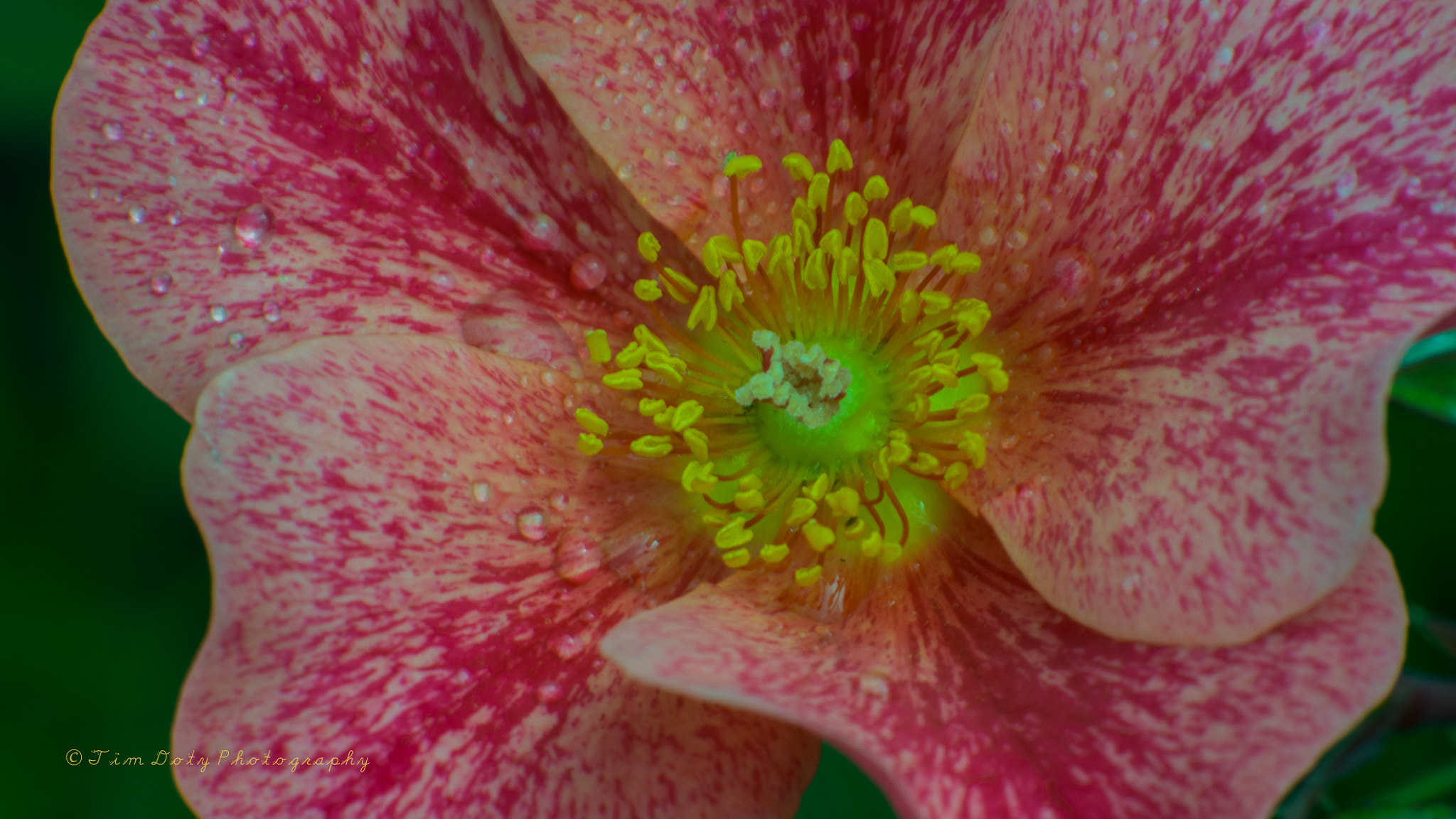 Minolta AF 200mm F2.8 G APO sample photo