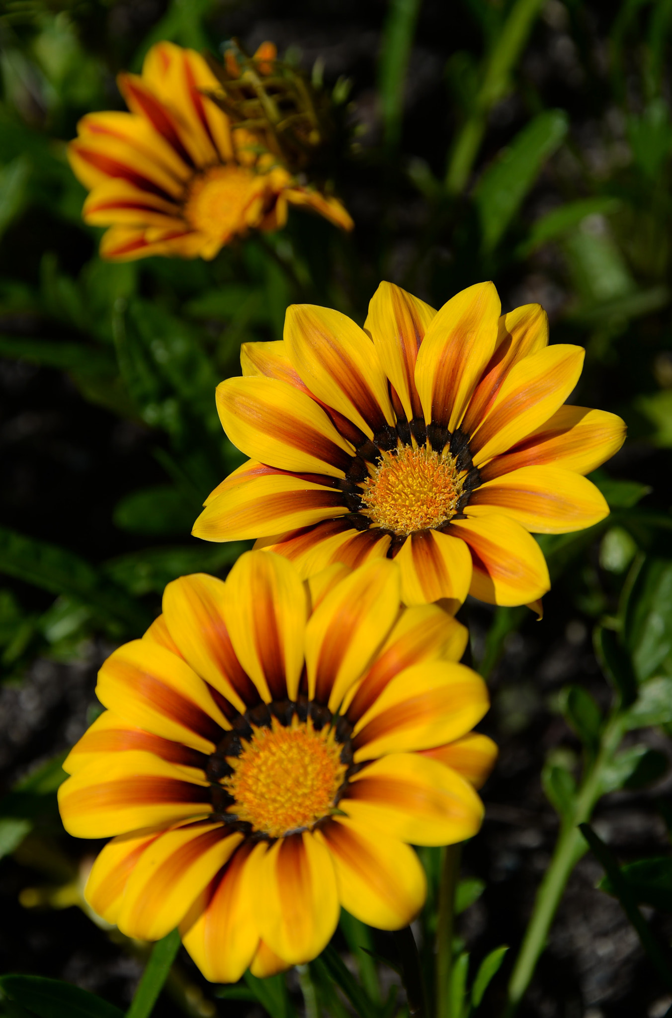 Nikon Df sample photo