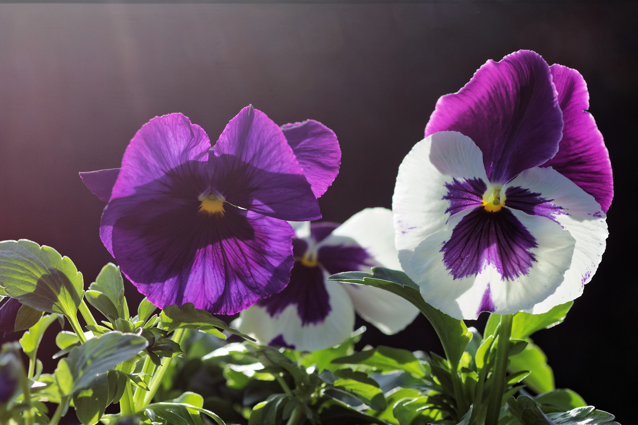 Canon EOS 50D + Canon EF 50mm F2.5 Macro sample photo. Purple pansies photography