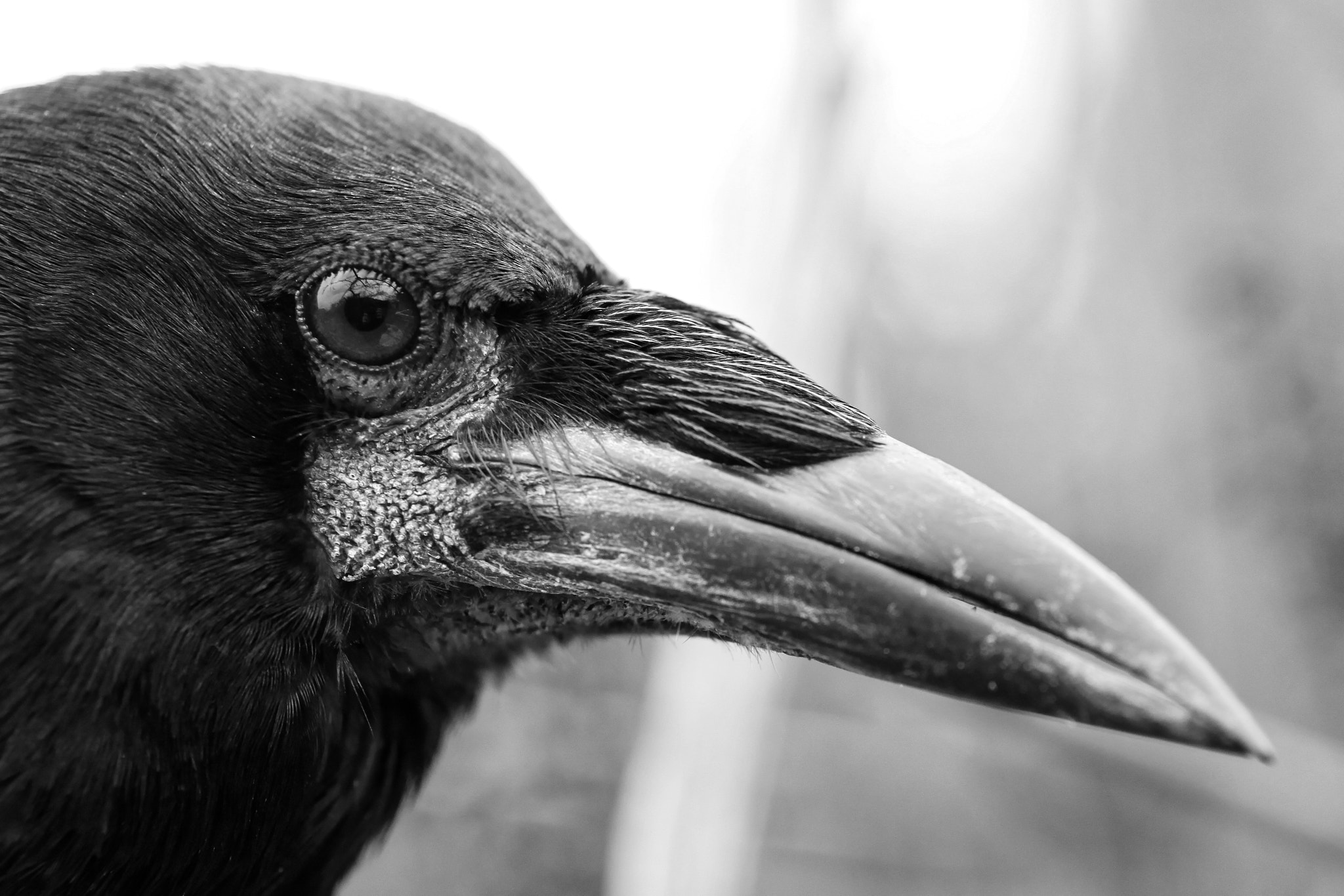 Canon EOS 50D + Canon EF 50mm F2.5 Macro sample photo. Crow photography