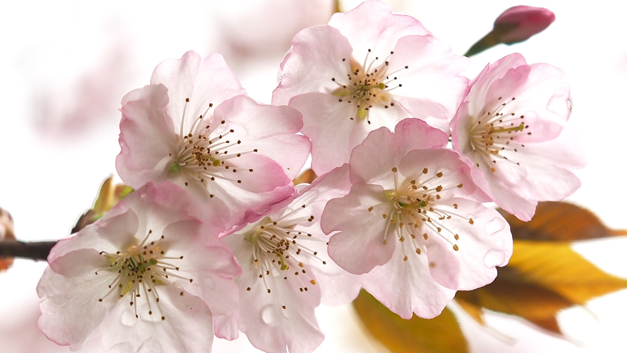 Olympus PEN E-PL7 sample photo. Sakura in the rain photography
