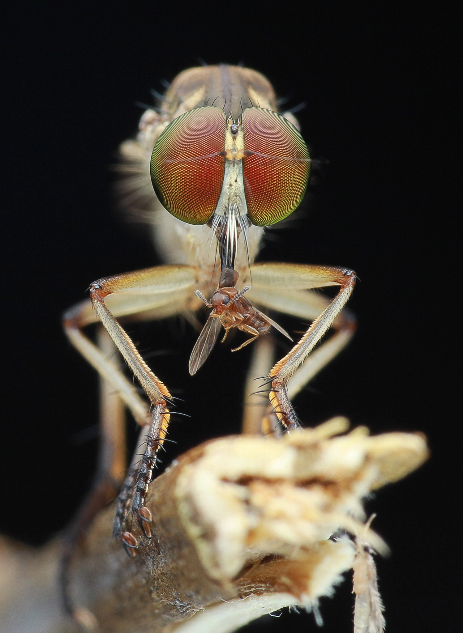 Canon EF 100mm F2.8 Macro USM sample photo. Robber fly with prey 160412a photography