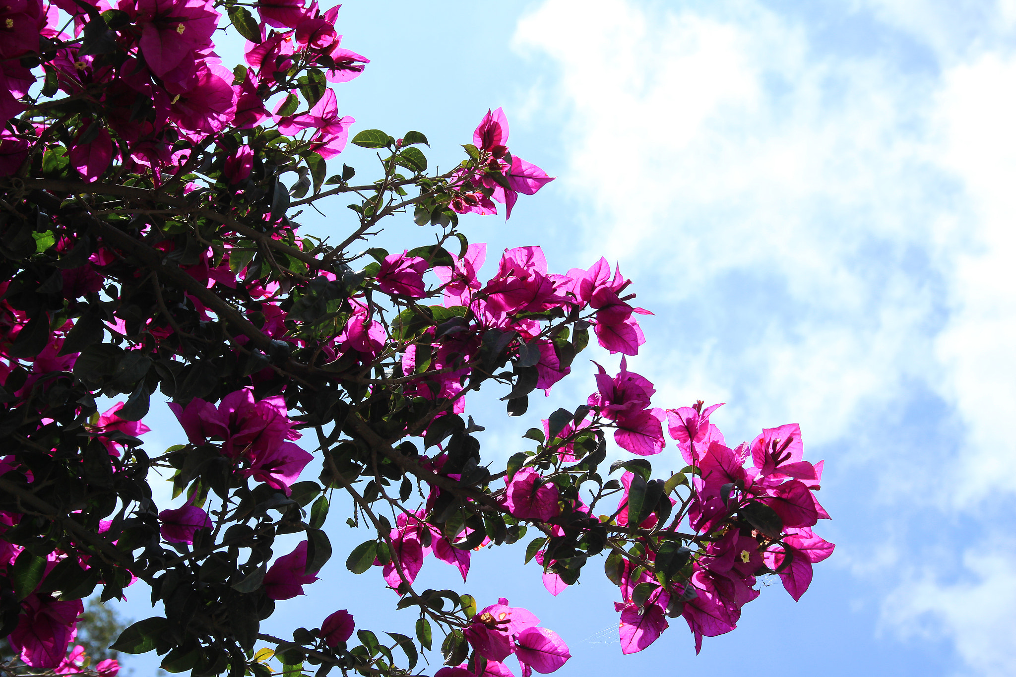 Canon EF-S 18-55mm F3.5-5.6 sample photo. Purple blossoms on a tree photography