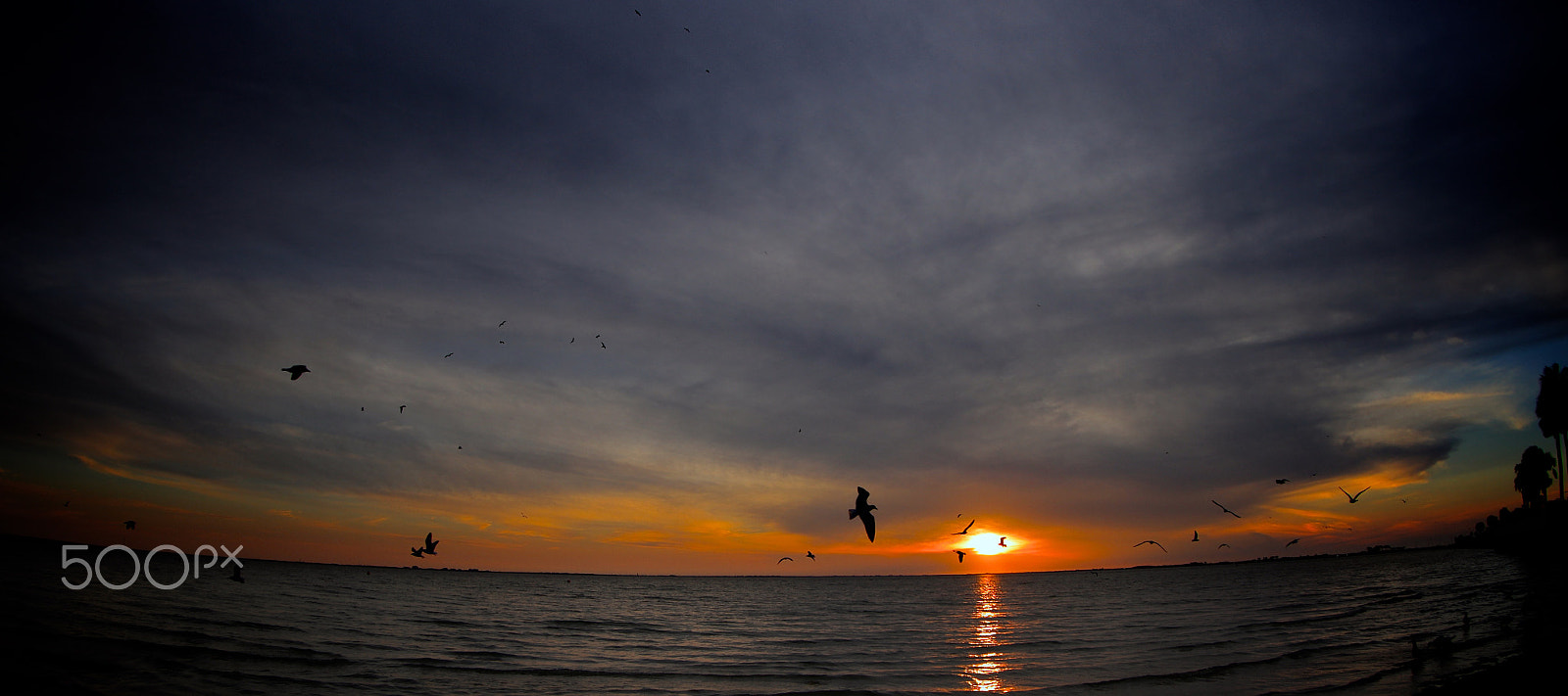 Canon EF 8-15mm F4L Fisheye USM sample photo. Tampa bay photography