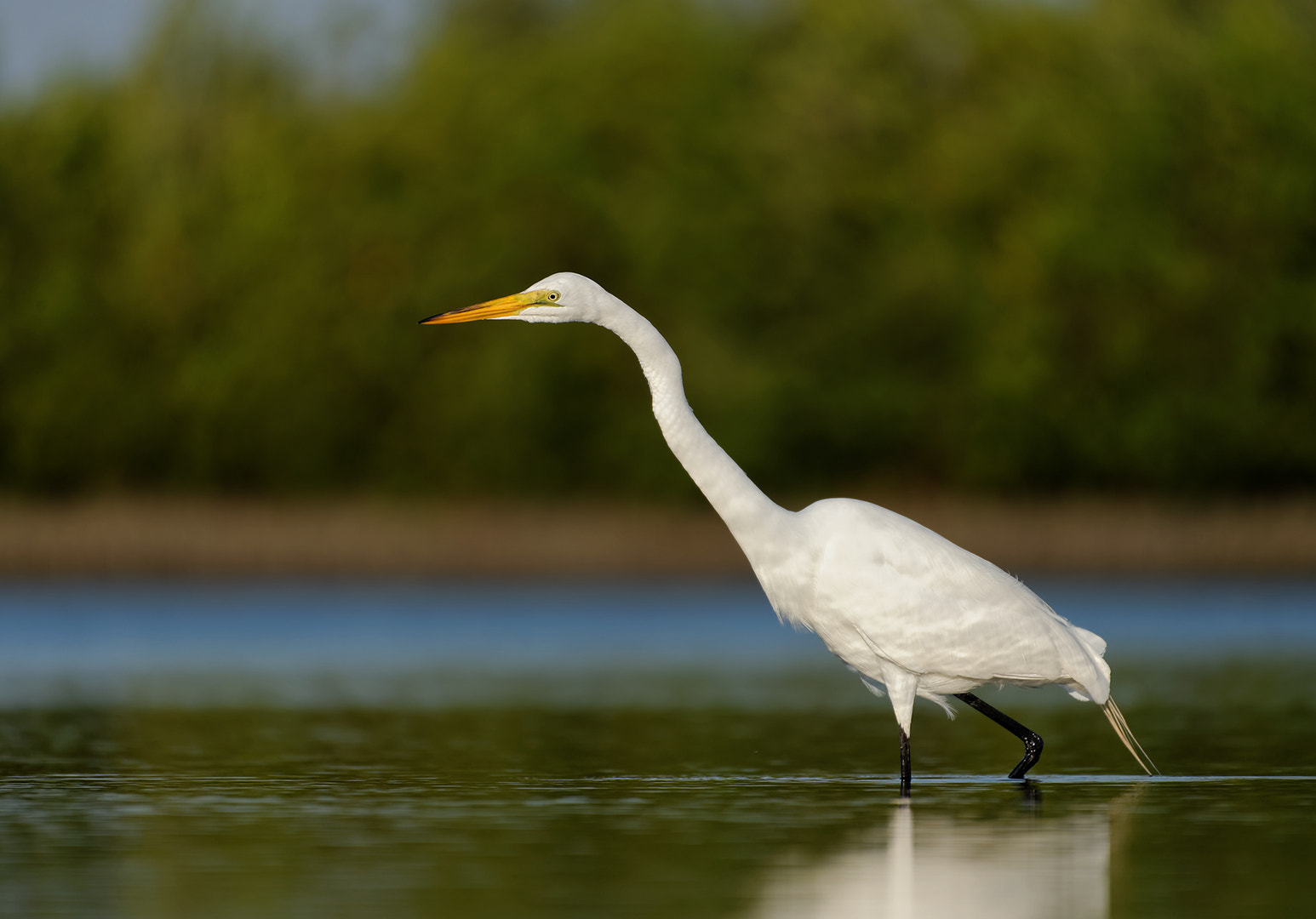 Nikon AF-S Nikkor 200-500mm F5.6E ED VR sample photo. Focused egret photography