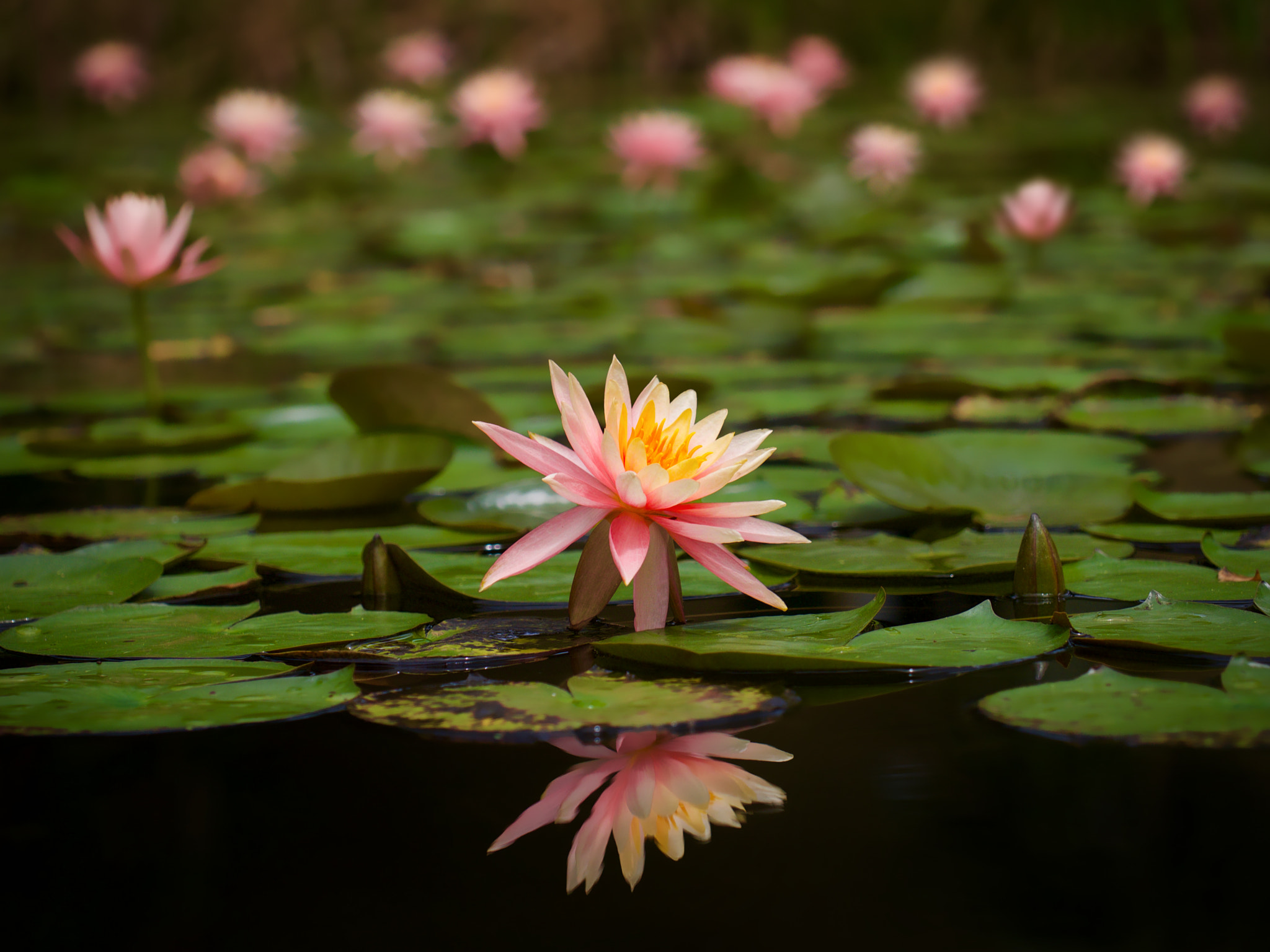 Olympus PEN E-PL5 sample photo. Springtime nenuphar photography