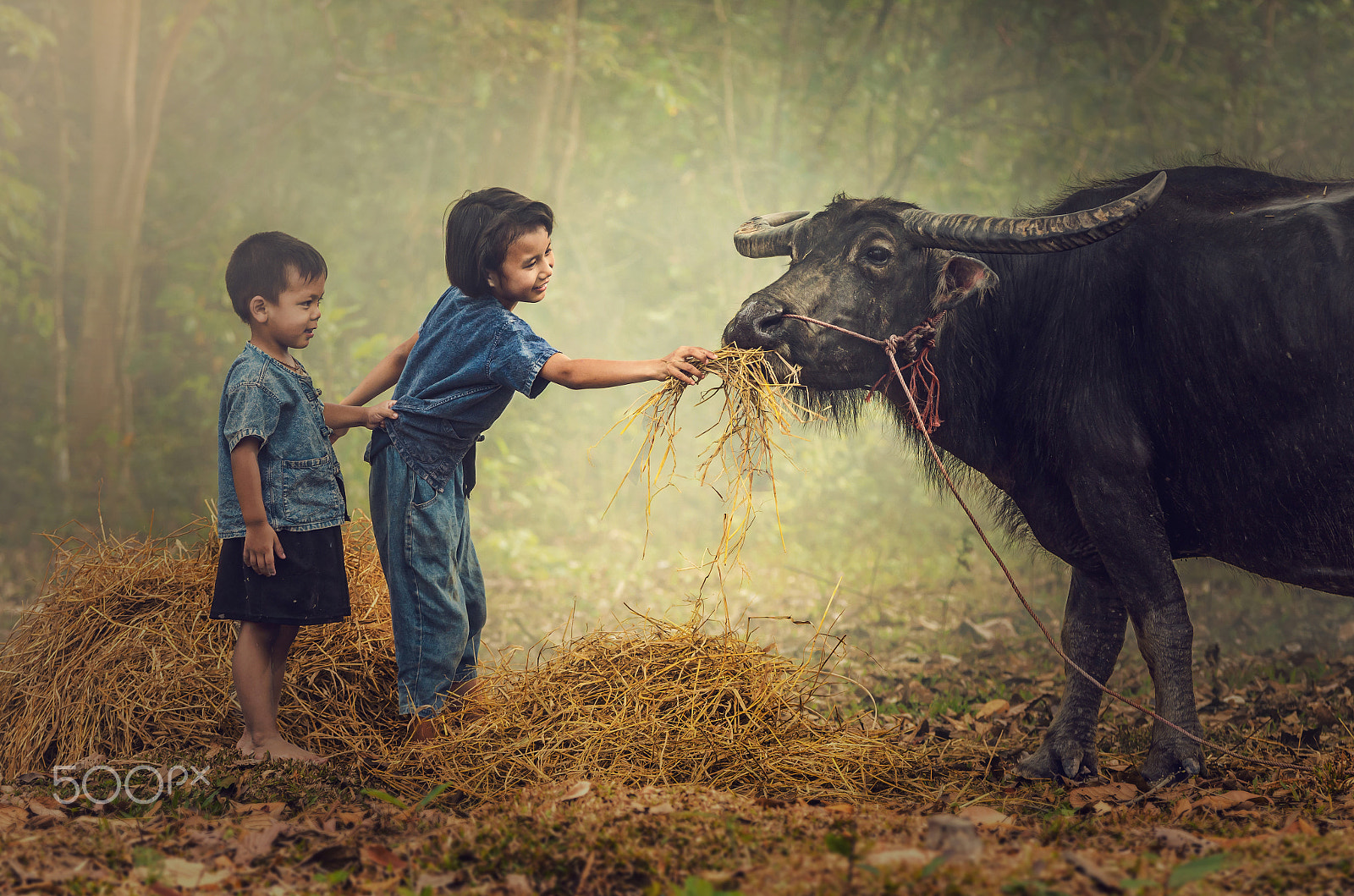 Pentax K-5 IIs + Tamron SP AF 70-200mm F2.8 Di LD (IF) MACRO sample photo. Asian boy and girl feeding grass to the buffalo at countryside, photography
