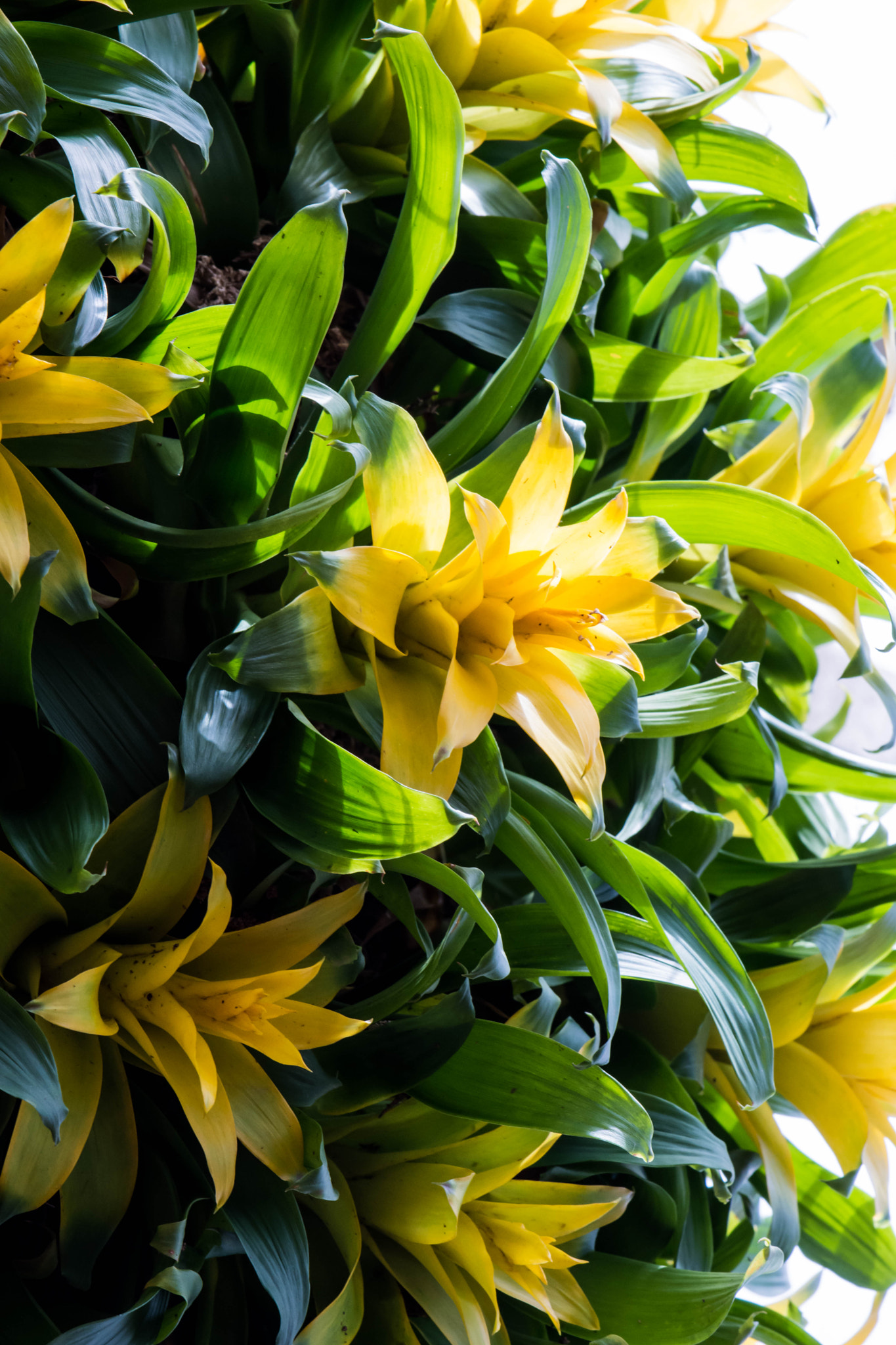Nikon AF-S DX Micro-Nikkor 85mm F3.5G ED VR sample photo. Foliage photography