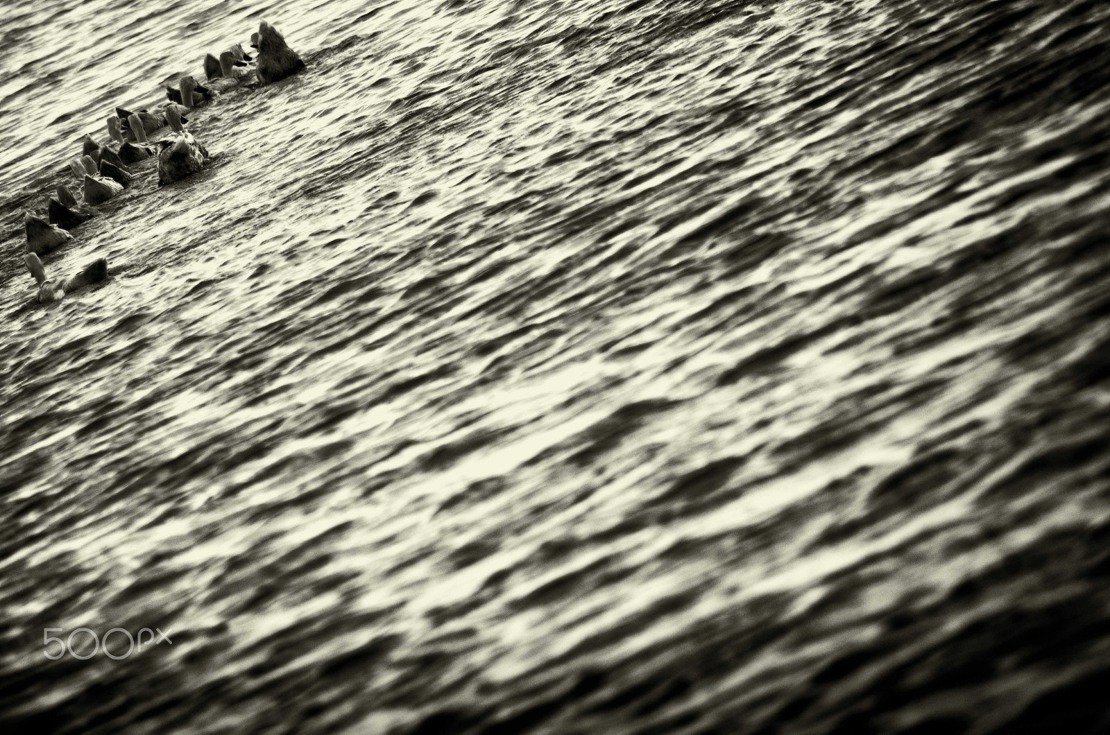 HD Pentax DA 55-300mm F4.0-5.8 ED WR sample photo. The ducks photography