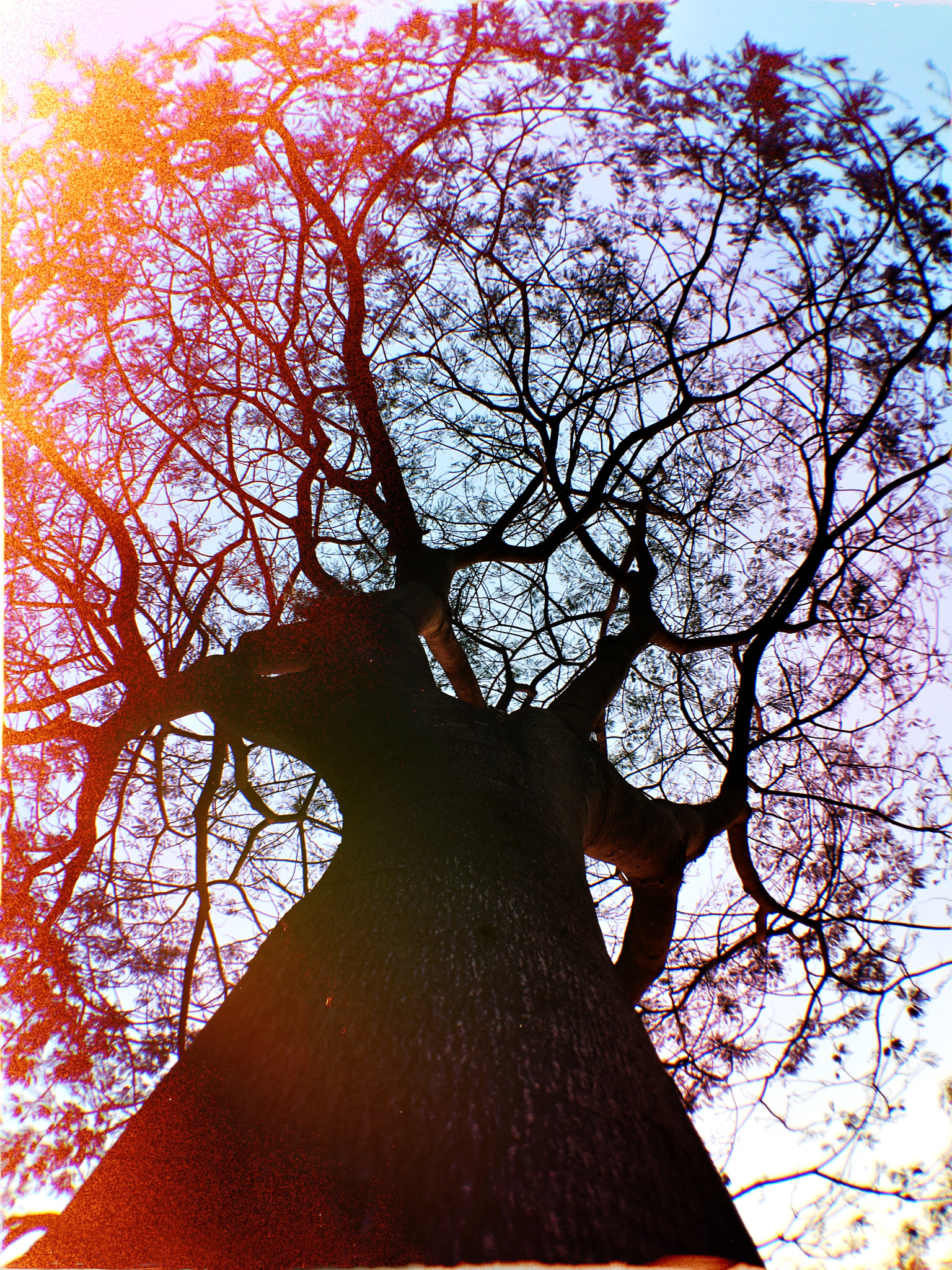 Hipstamatic 312 sample photo. Tree of life, she's beautiful, can you see her? photography