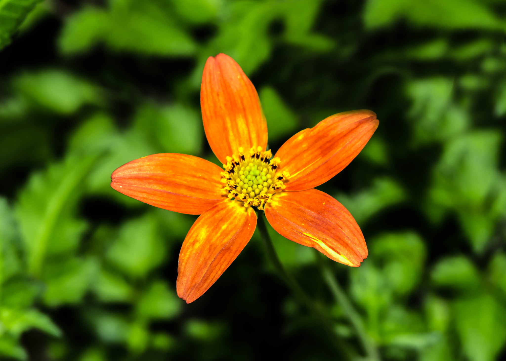 Nikon AF-S DX Micro-Nikkor 85mm F3.5G ED VR sample photo