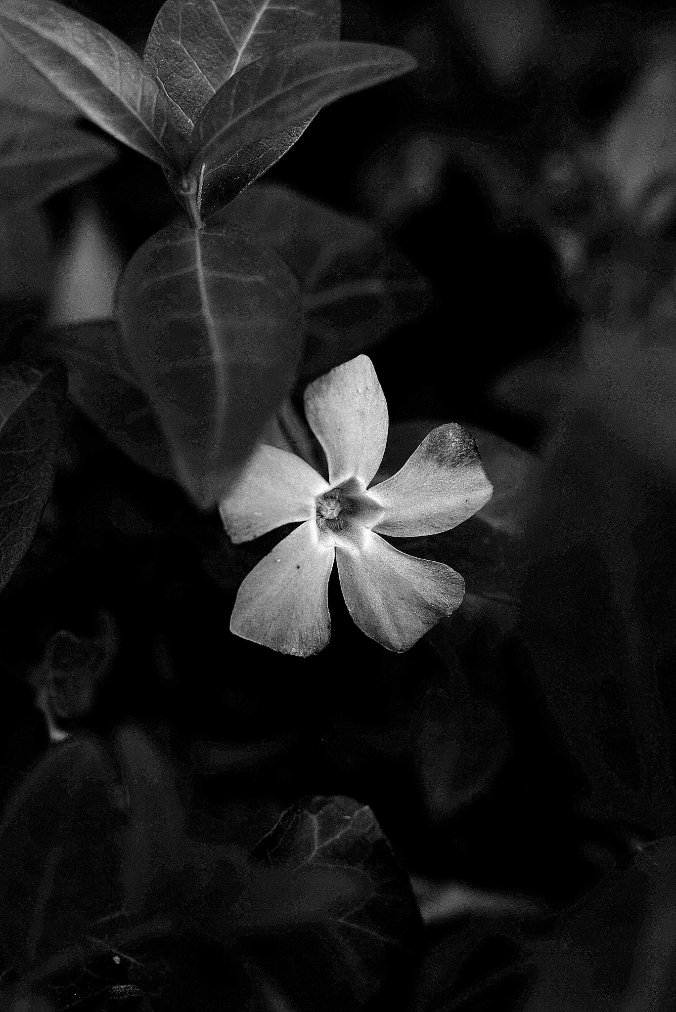 Canon EOS 400D (EOS Digital Rebel XTi / EOS Kiss Digital X) sample photo. Wildflowers - 3 photography