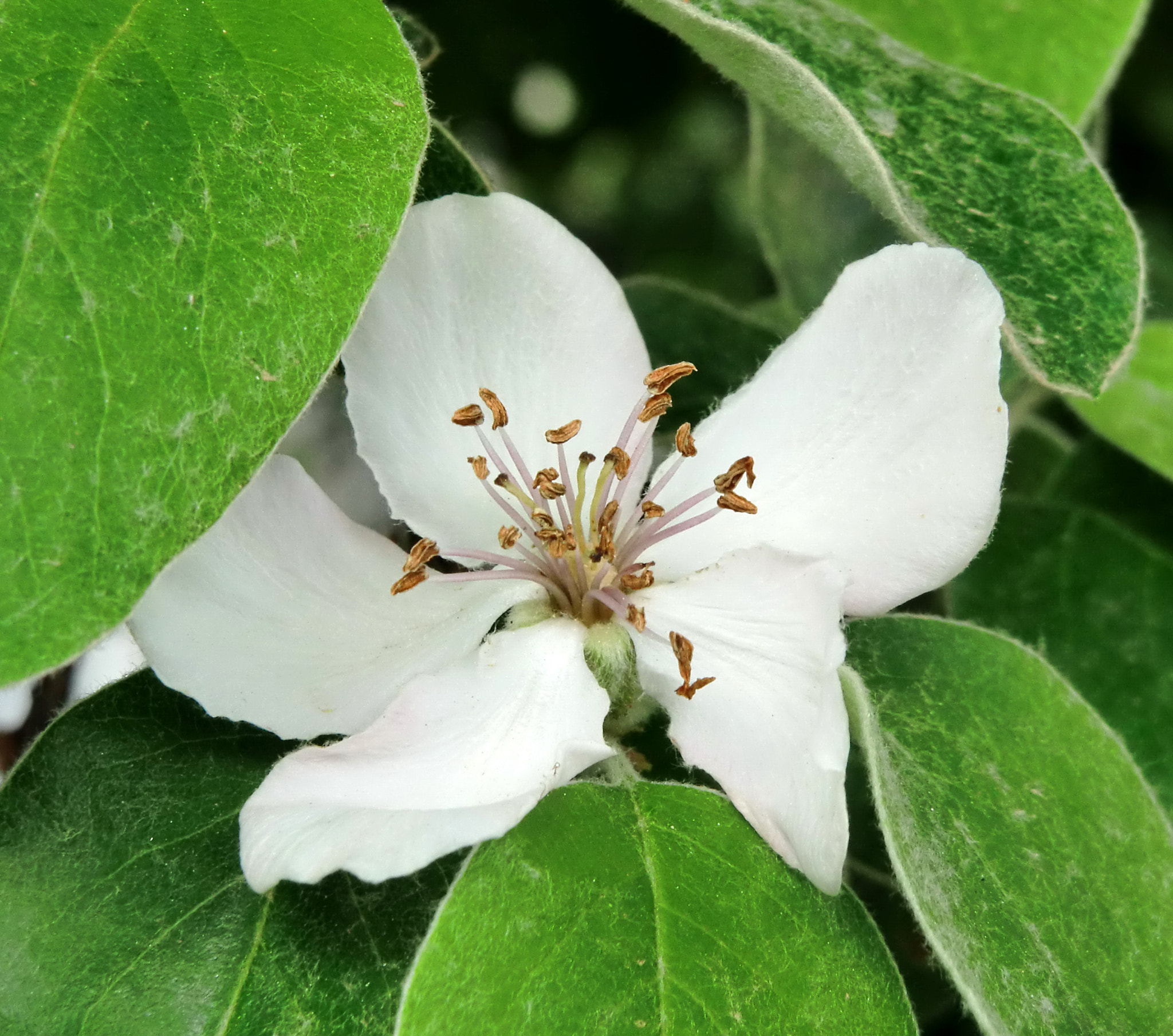 CASIO EX-H10 sample photo. Quince flower photography