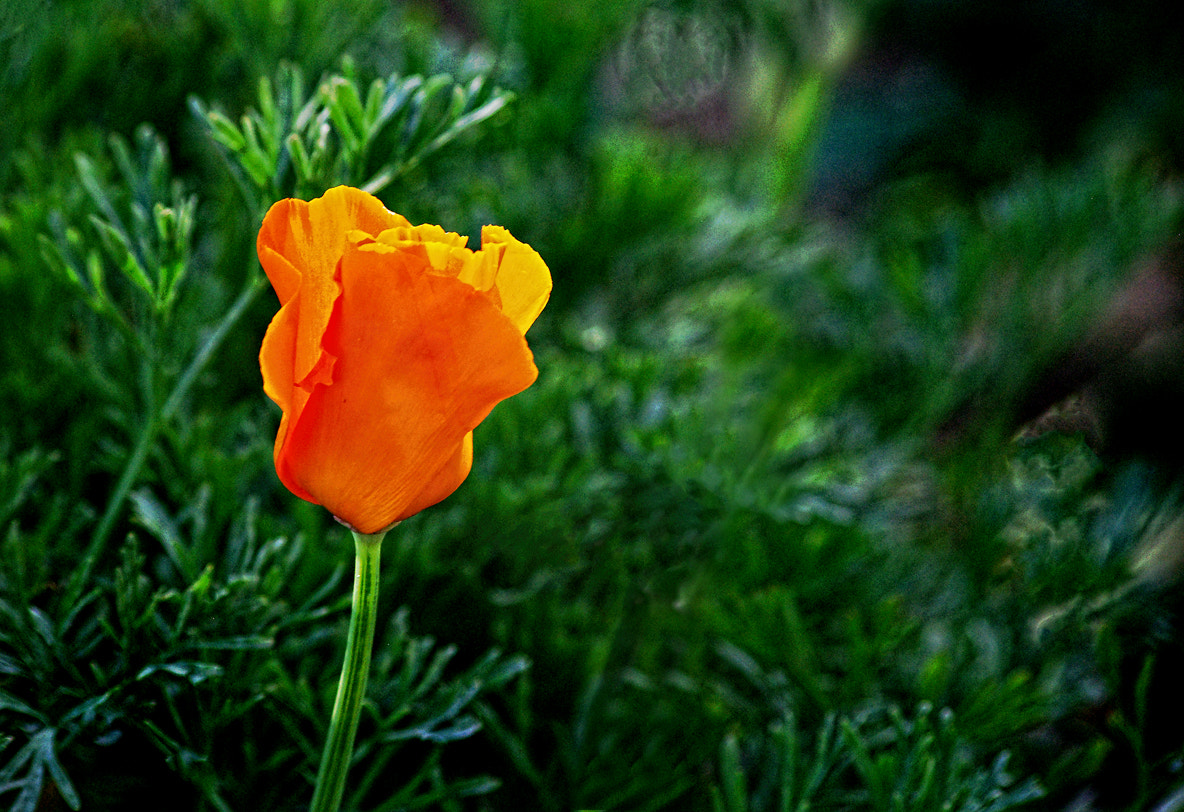 Pentax K200D sample photo. Sun touched poppy photography