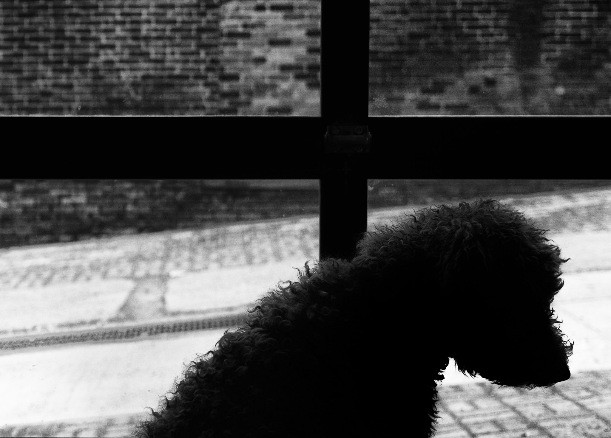 Pentax K-5 IIs + Pentax smc DA 35mm F2.8 Macro Limited sample photo. A dog in the picaroons pub in saint john photography