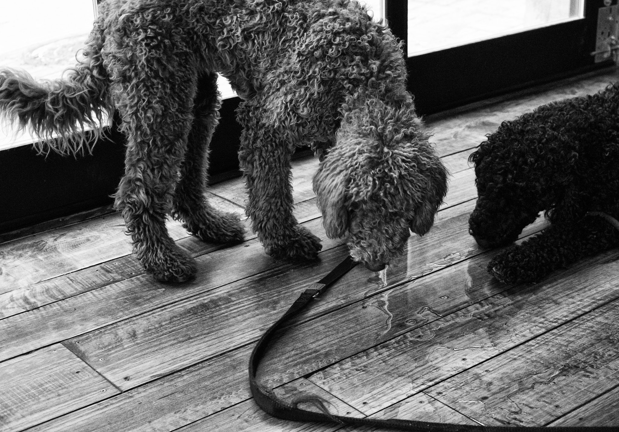 Pentax smc DA 35mm F2.8 Macro Limited sample photo. 2 goofy dogs having water in a pub photography