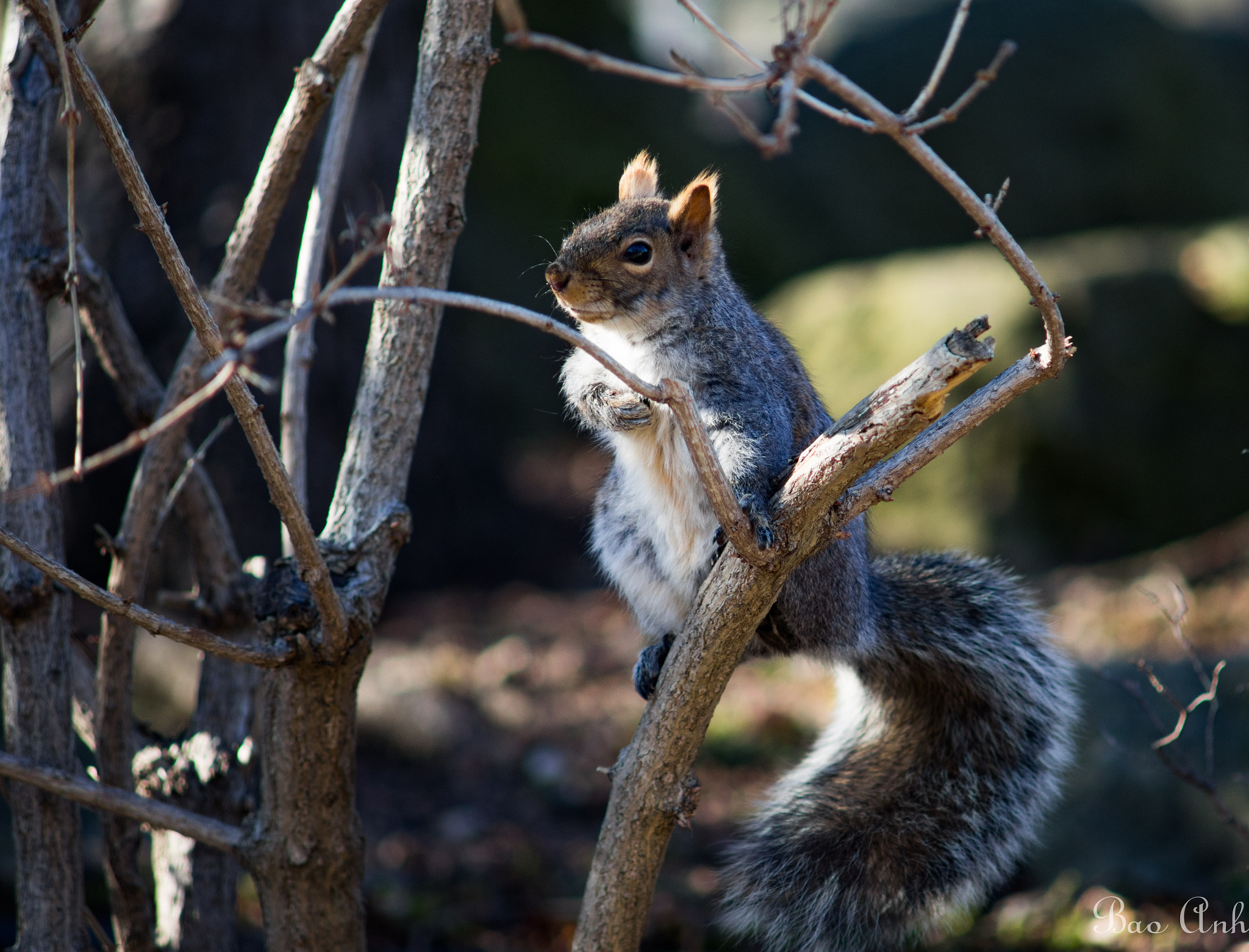 Minolta AF 70-210mm F4 Macro sample photo. Looking for nuts photography