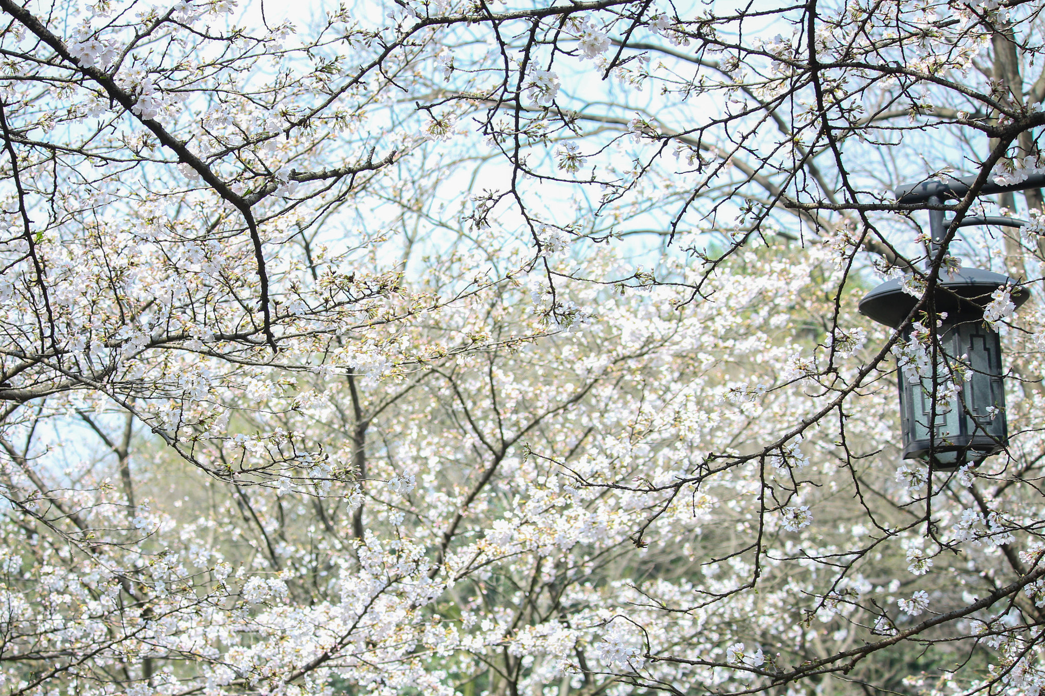 Canon EOS M sample photo. Sakura photography