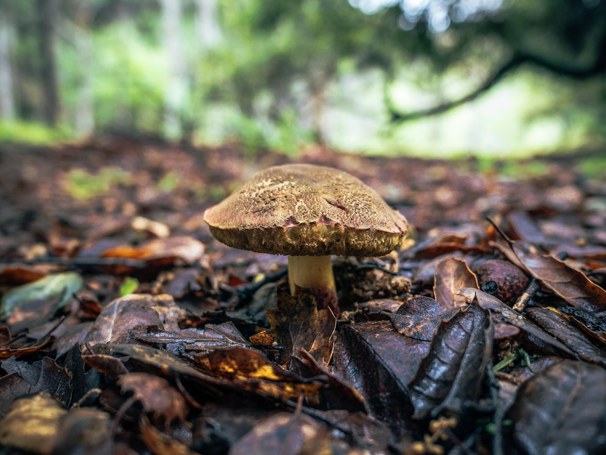 Panasonic Lumix DMC-GX7 + LEICA DG SUMMILUX 15/F1.7 sample photo. Mushroom in the woods photography