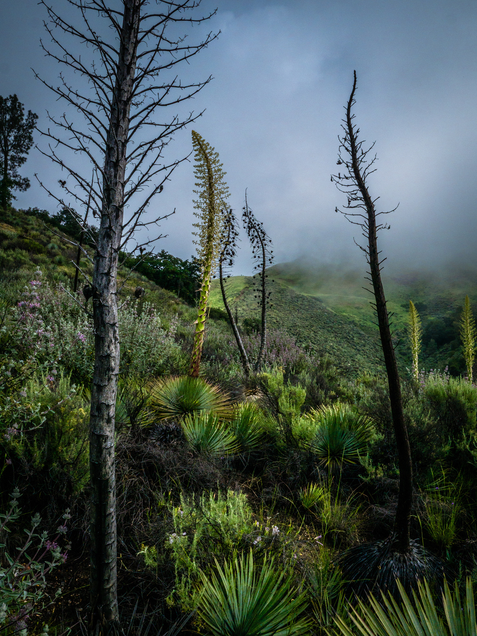 Panasonic Lumix DMC-GX7 + LEICA DG SUMMILUX 15/F1.7 sample photo. Grass mountain photography