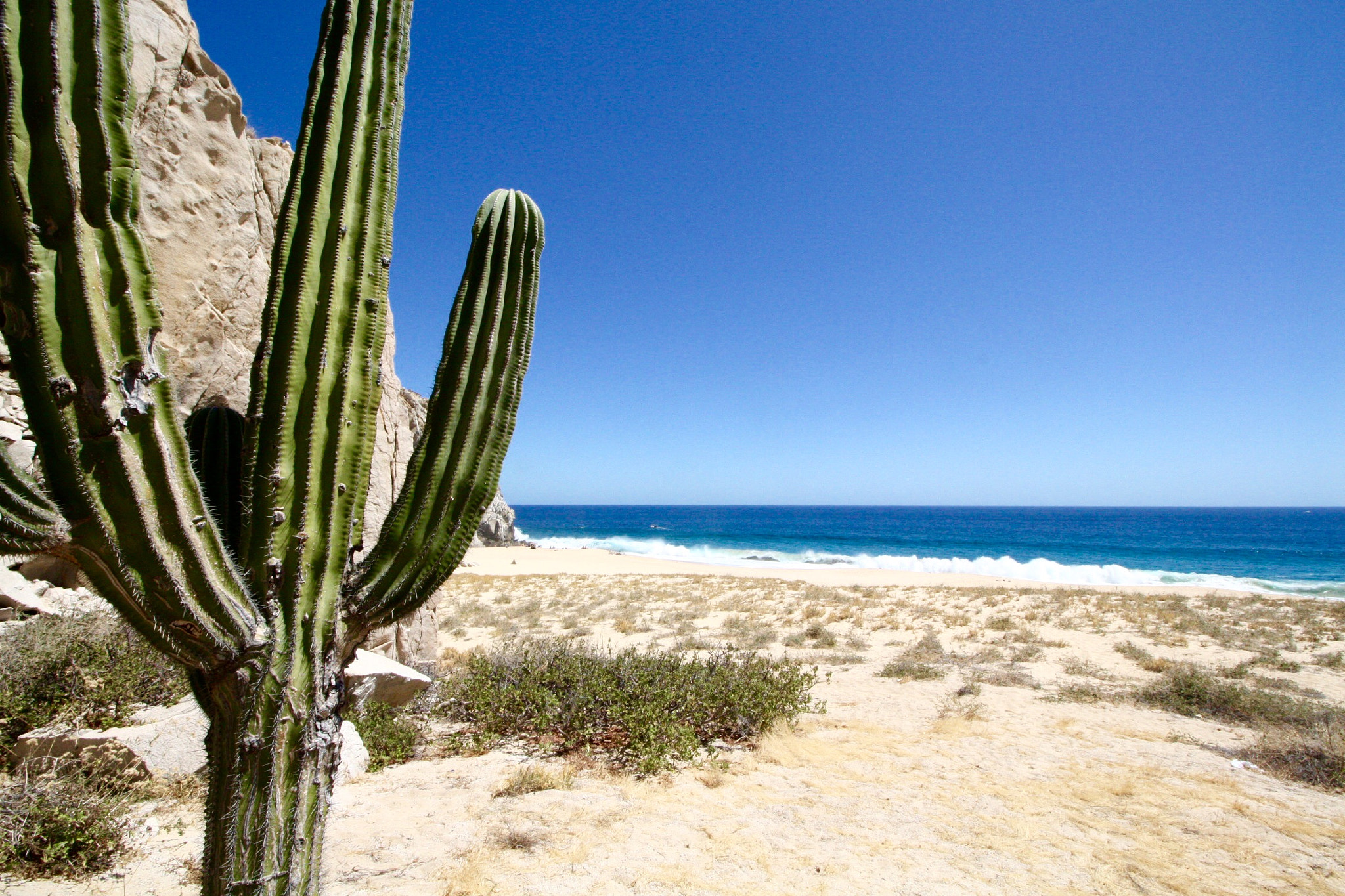 Canon EOS 450D (EOS Rebel XSi / EOS Kiss X2) sample photo. A cactus looms at divorce beach in cabo san lucas, ... photography