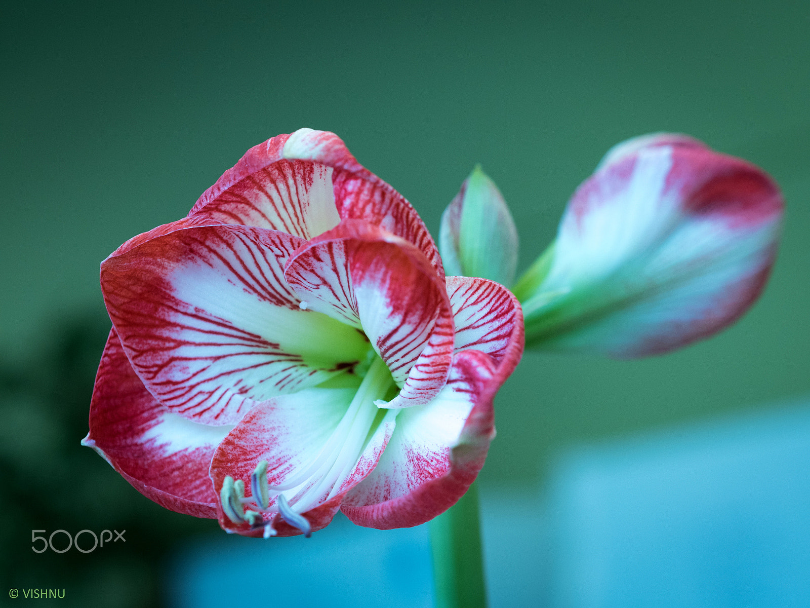 Panasonic Lumix DMC-GH4 + Olympus M.Zuiko Digital 45mm F1.8 sample photo. Flower1.jpg photography