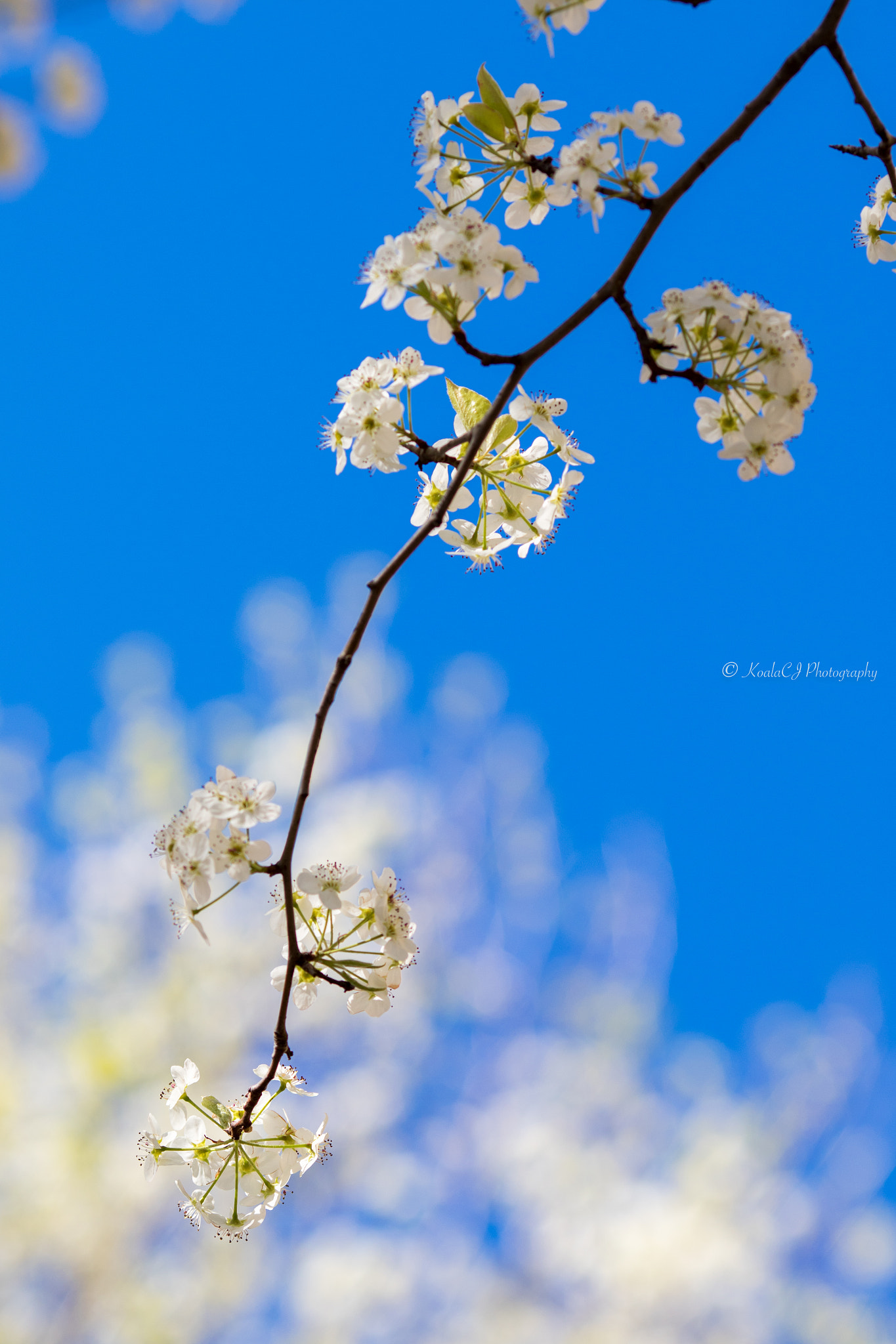 Canon EOS 7D Mark II + Canon EF 135mm F2L USM sample photo. Plum flower photography