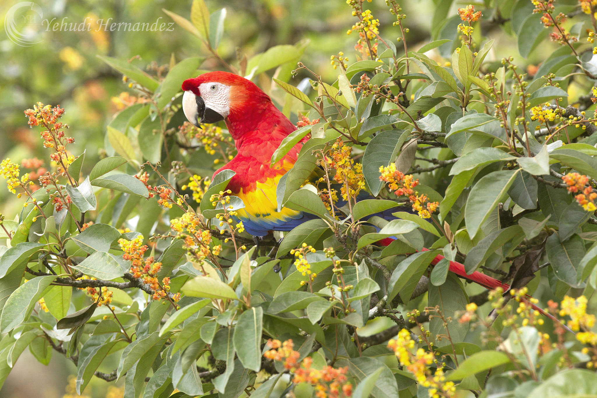 Canon EF 300mm F2.8L IS USM sample photo. Rainbow of colors photography