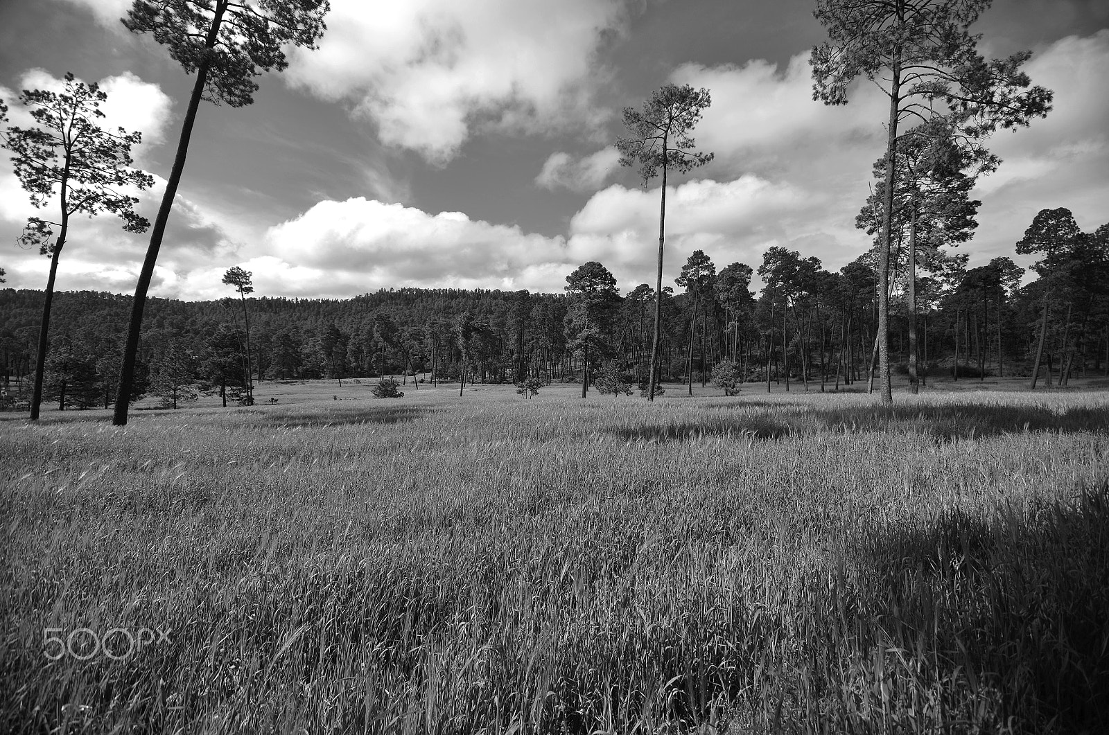 Sigma 10-20mm F4-5.6 EX DC HSM sample photo. A view of the forest photography