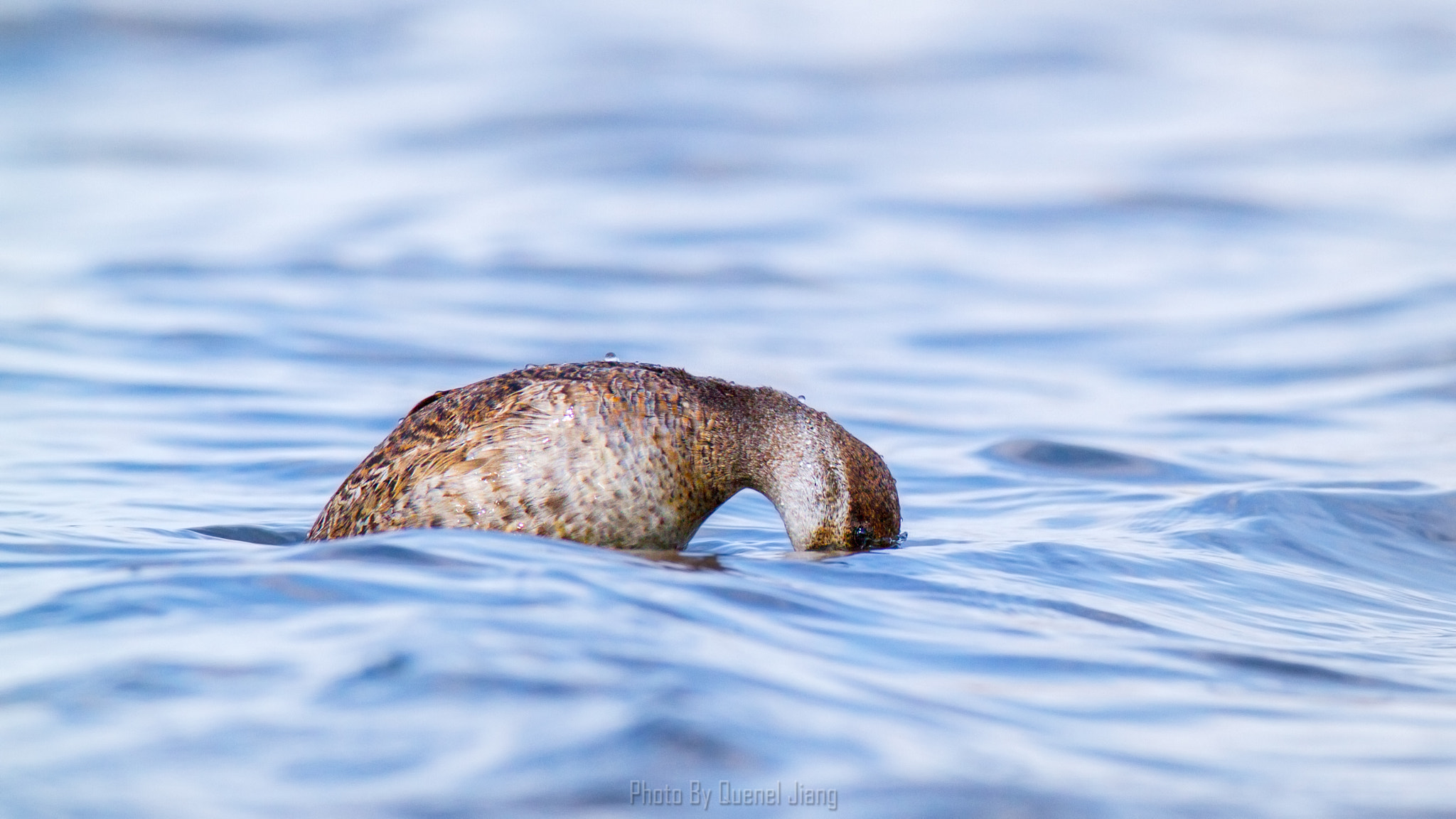 Canon EF 600mm f/4L IS sample photo