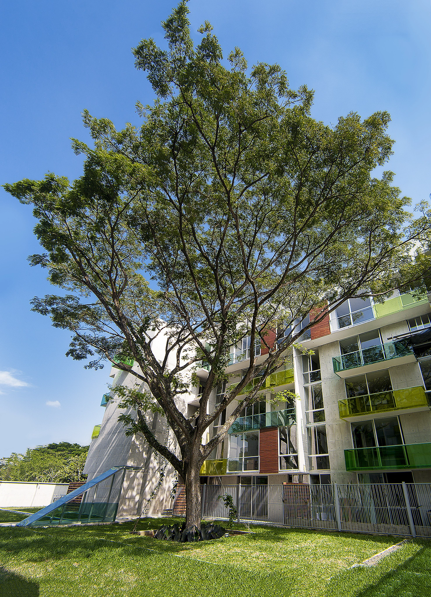 Canon EOS-1D Mark III + Canon EF 14mm F2.8L USM sample photo. Arbol central photography