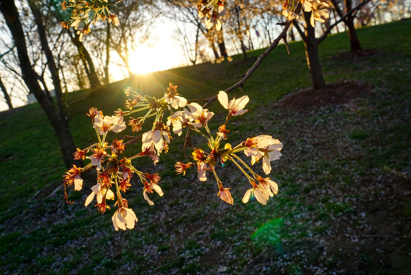 Sony a5100 + Sony E 18-55mm F3.5-5.6 OSS sample photo. The sunset in spring. photography