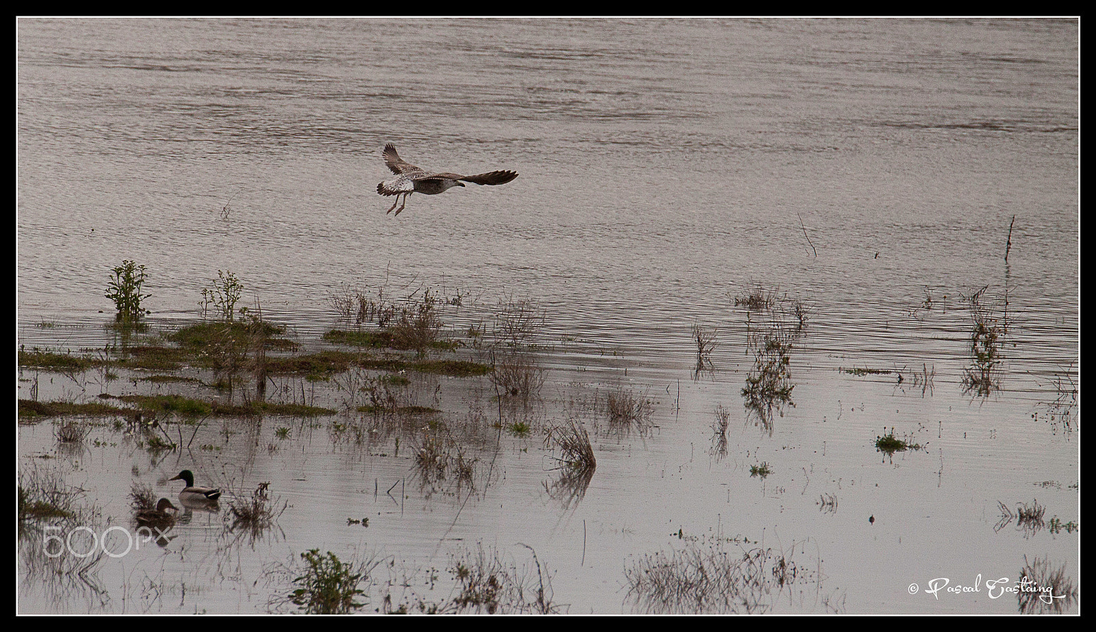 Tamron SP 150-600mm F5-6.3 Di VC USD sample photo. La loire flight photography